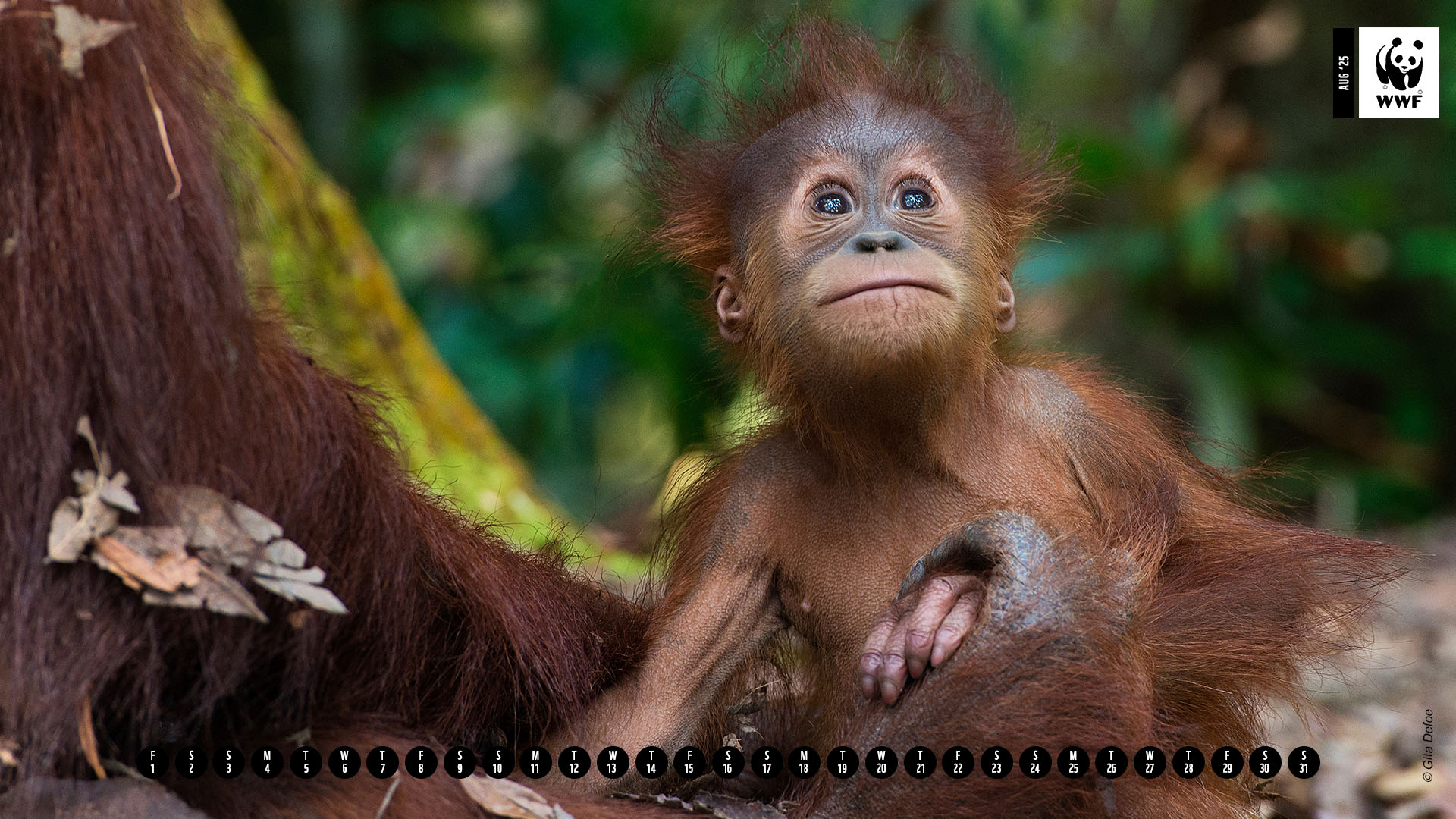 Sumatran orangutan (Pongo abelii) with infant at the Gunung Leuser National Park, Indonesia calendar