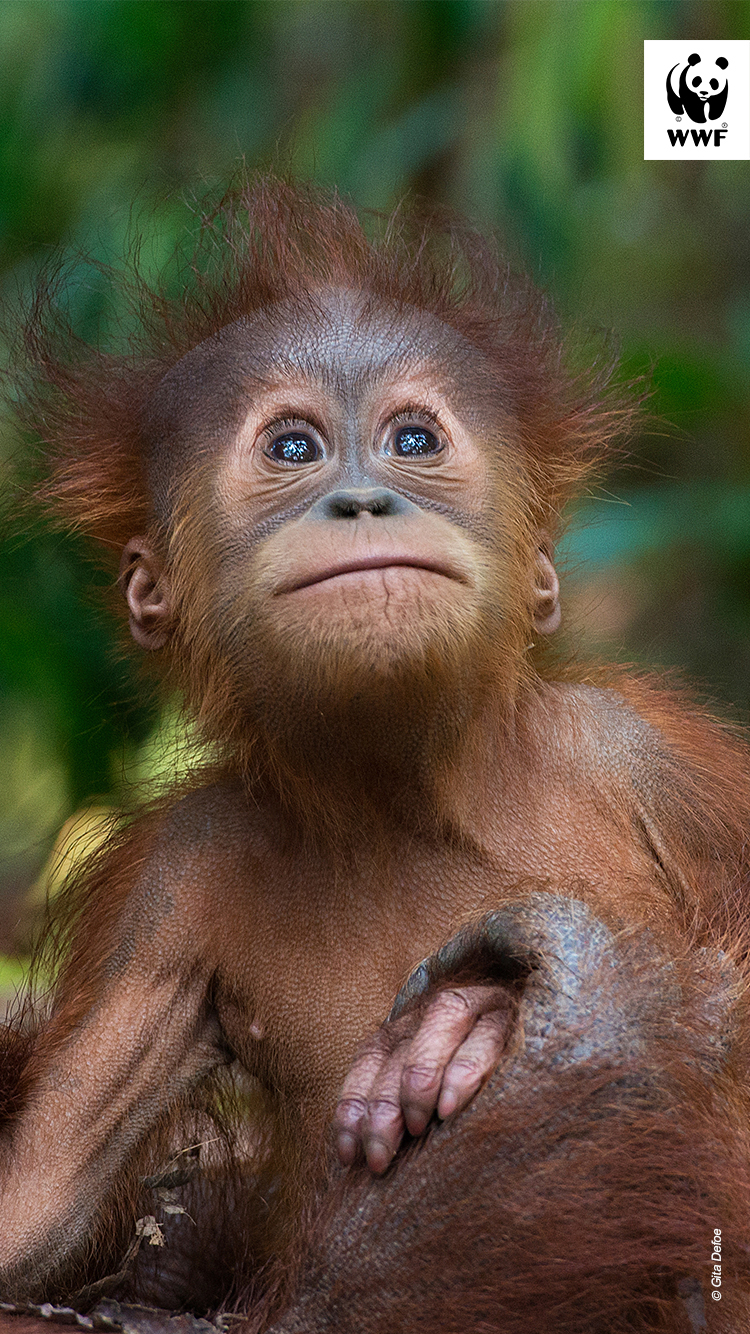 Sumatran orangutan (Pongo abelii) with infant at the Gunung Leuser National Park, Indonesia
