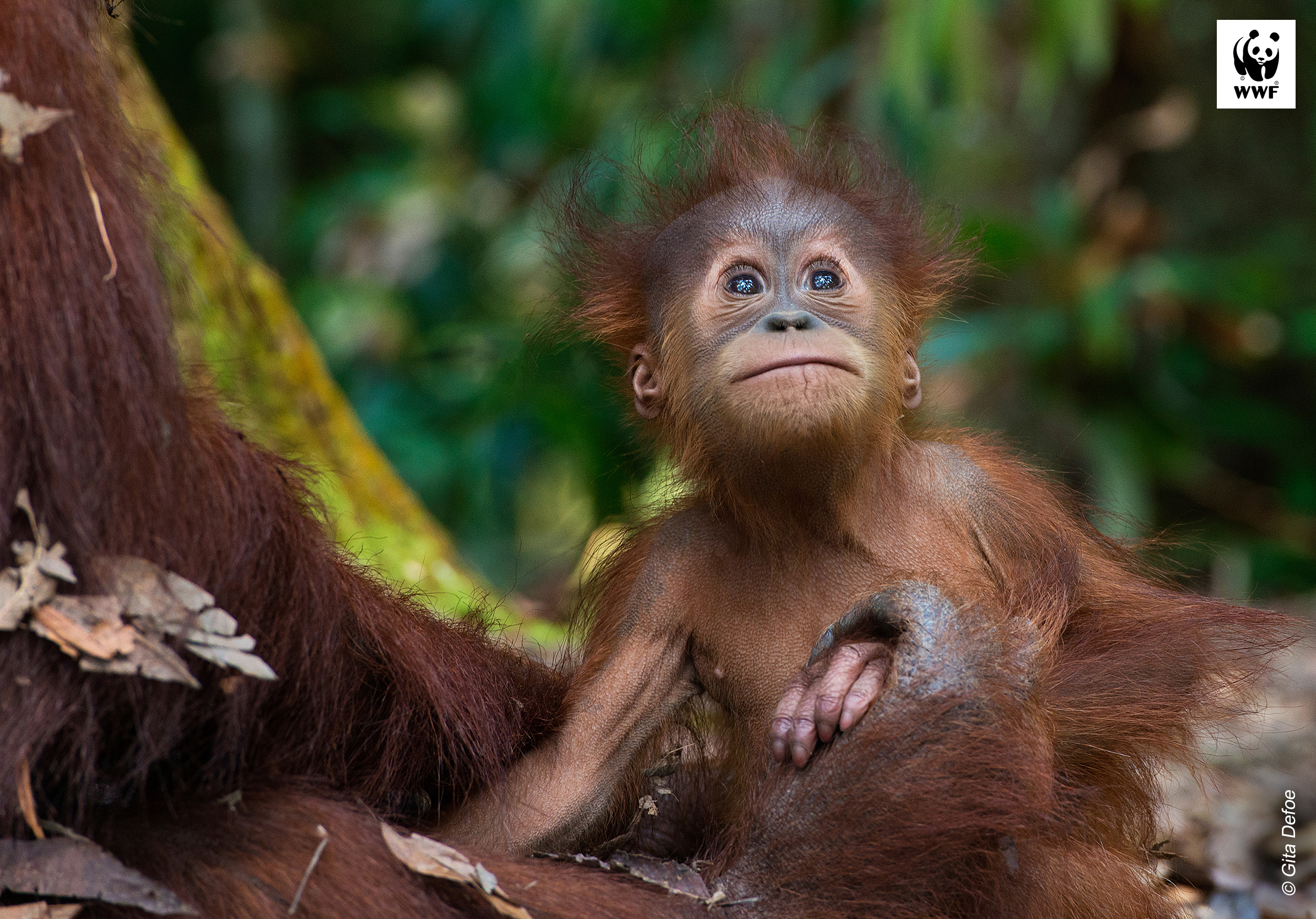 Sumatran orangutan (Pongo abelii) with infant at the Gunung Leuser National Park, Indonesia