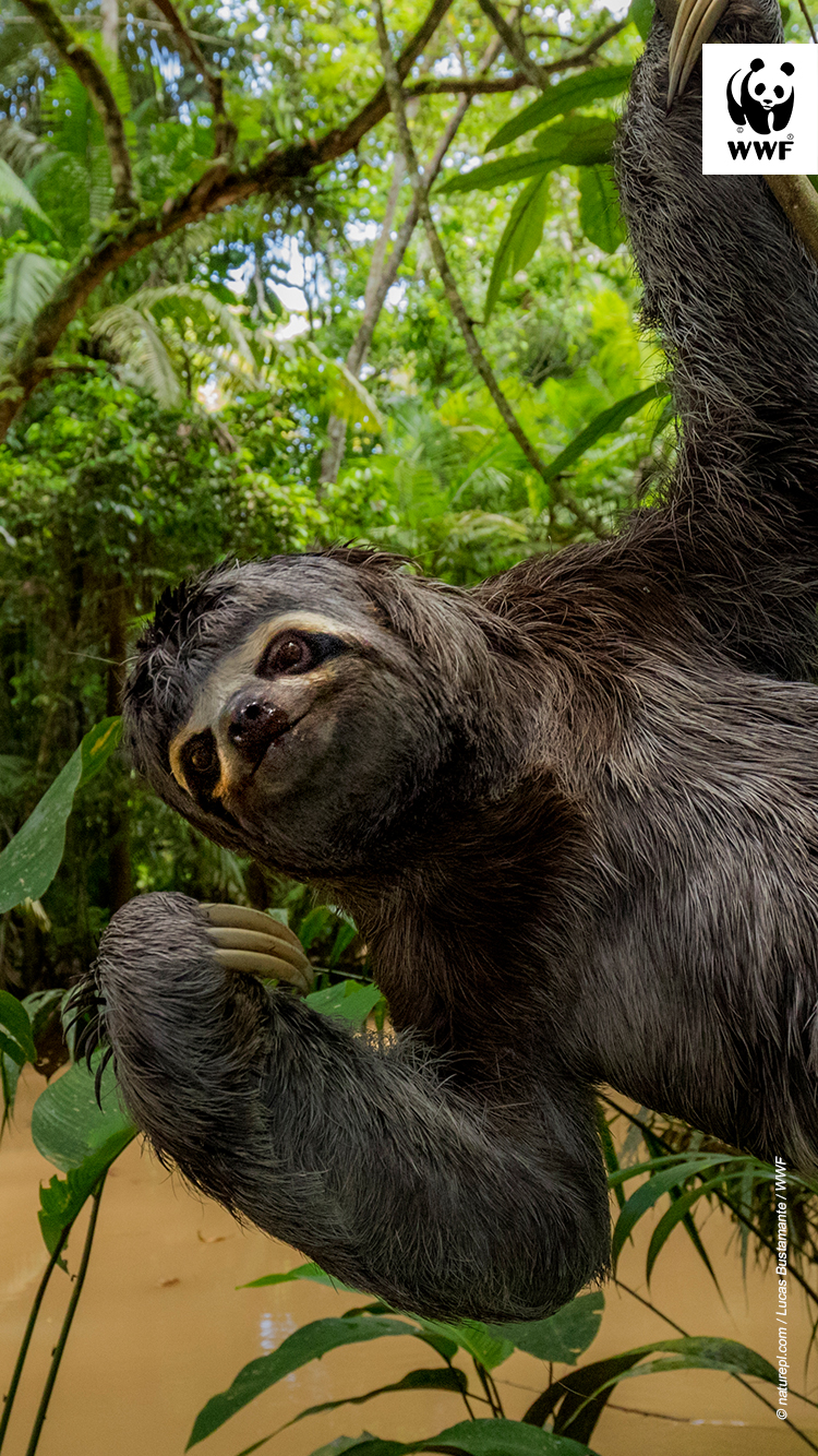 Brown throated three toed sloth (Bradypus variegatus) hanging from branch, Yasuni National Park, Orellana, Ecuador.Brown throated three toed sloth (Bradypus variegatus) hanging from branch, Yasuni National Park, Orellana, Ecuador. Brown throated three toed sloth (Bradypus variegatus) hanging from branch, Yasuni National Park, Orellana, Ecuador