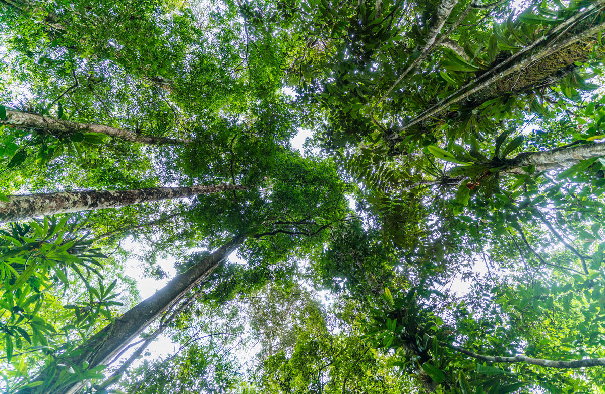 Amazon Forest , La Chorrera