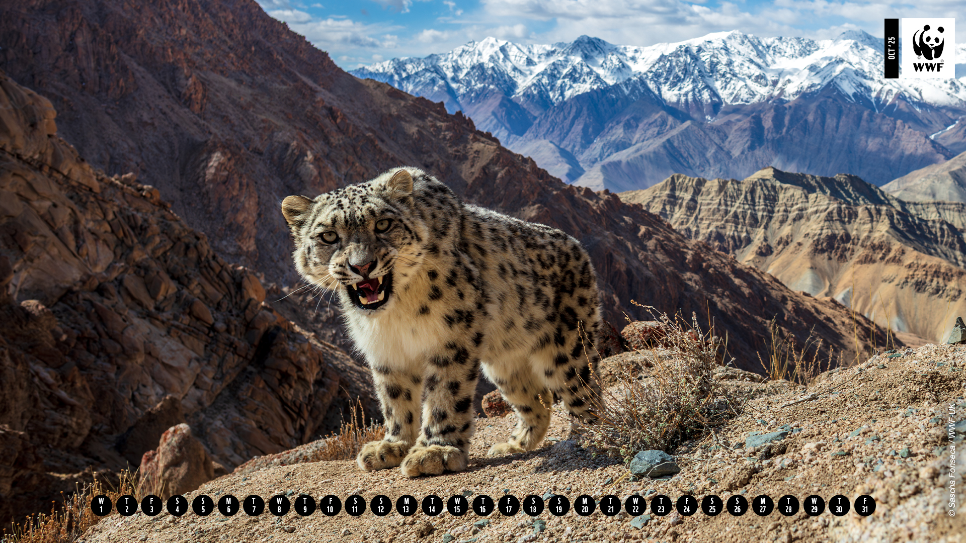 A young wild snow leopard October calendar A young wild snow leopard October calendar