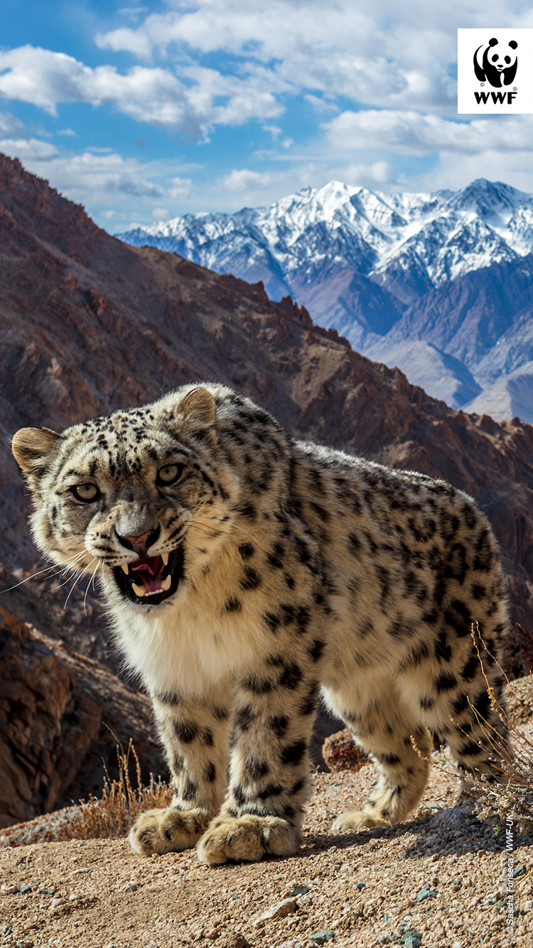 A young wild snow leopard October calendar A young wild snow leopard October calendar