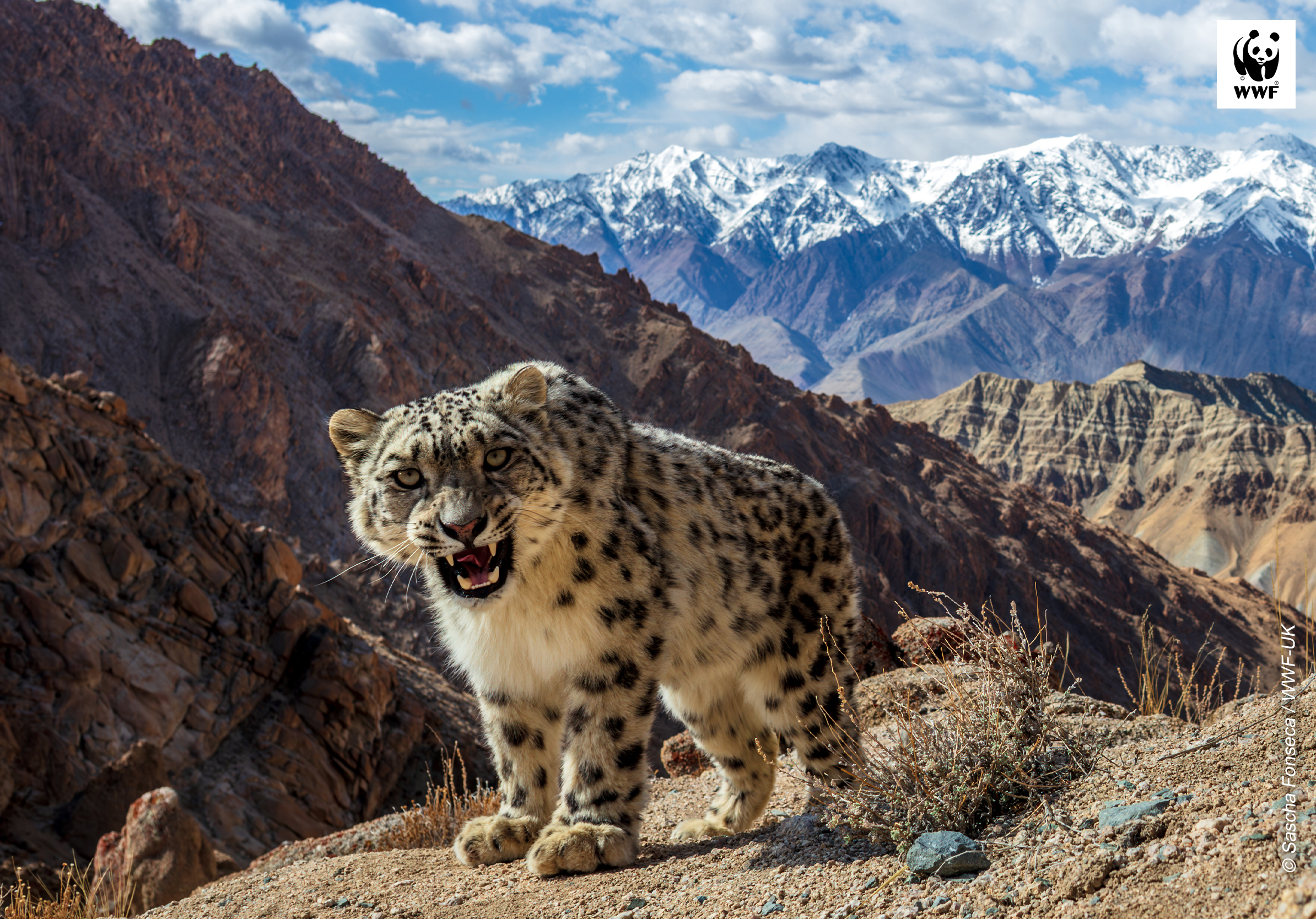 A young wild snow leopard A young wild snow leopard