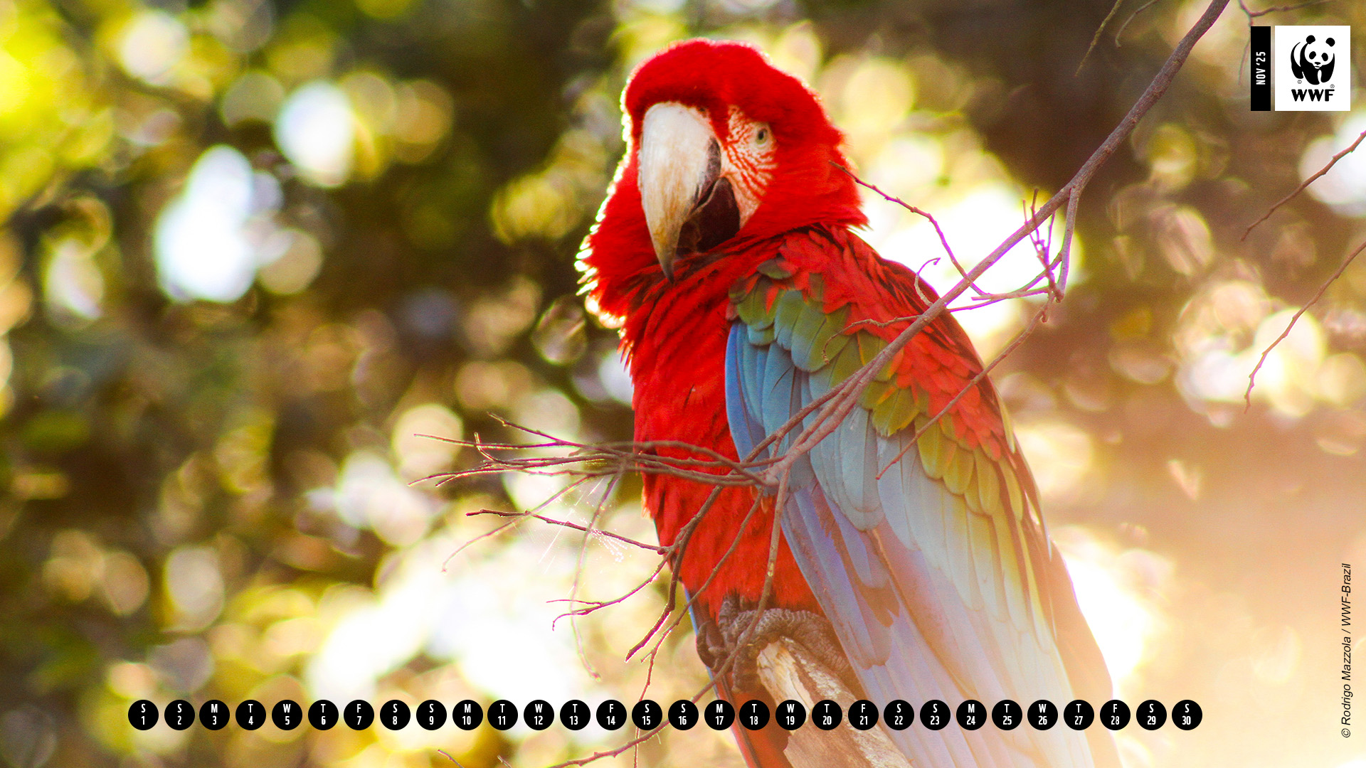 Red-and-green macaw photographed in Bonito, Mato Grosso do Sul, Brazil. Red-and-green macaw