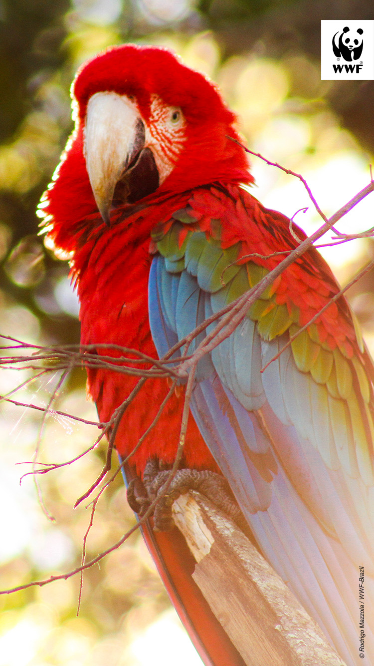 Red-and-green macaw photographed in Bonito, Mato Grosso do Sul, Brazil. Red-and-green macaw in tree