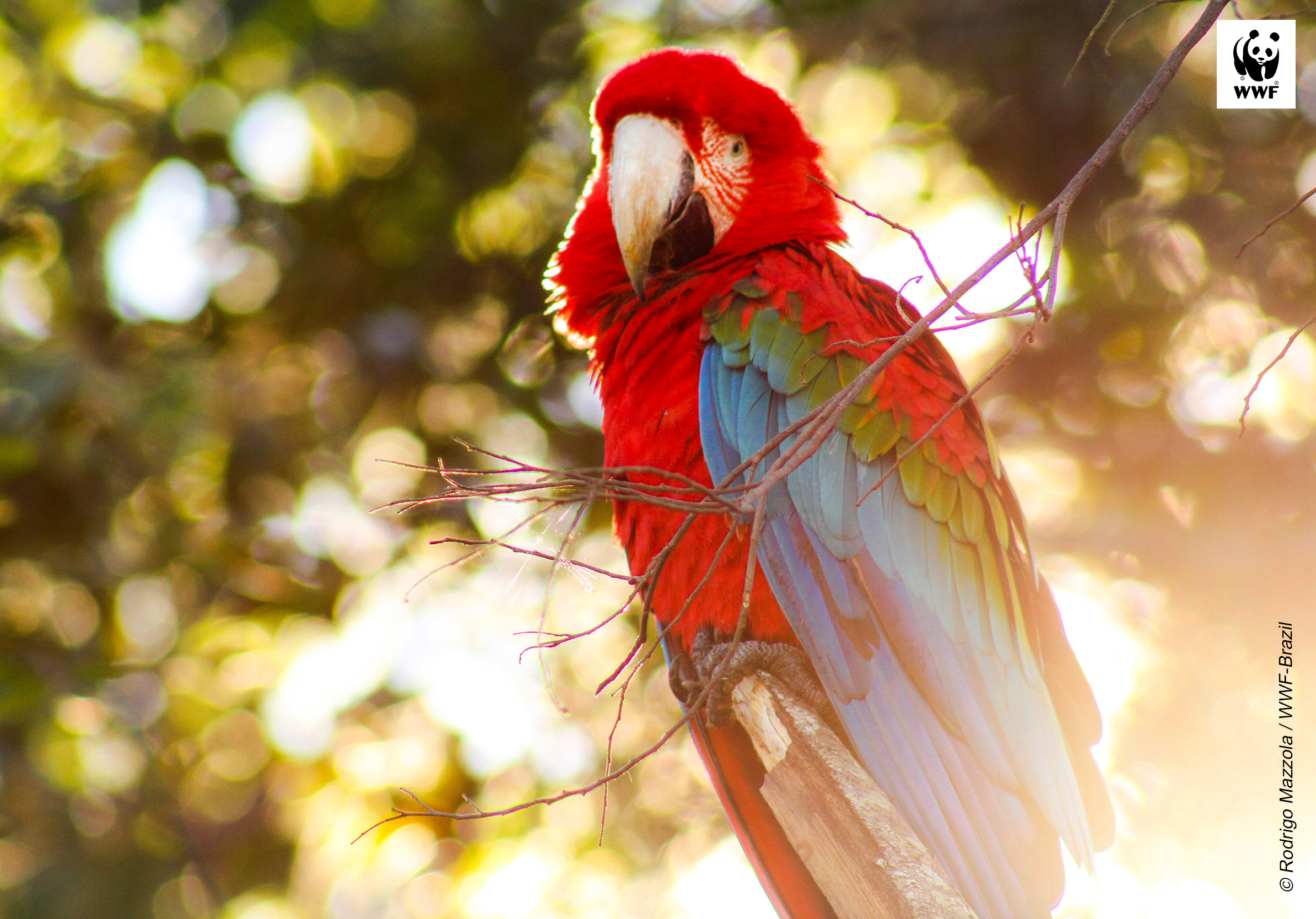 Red-and-green macaw photographed in Bonito, Mato Grosso do Sul, Brazil Red-and-green macaw in a tree