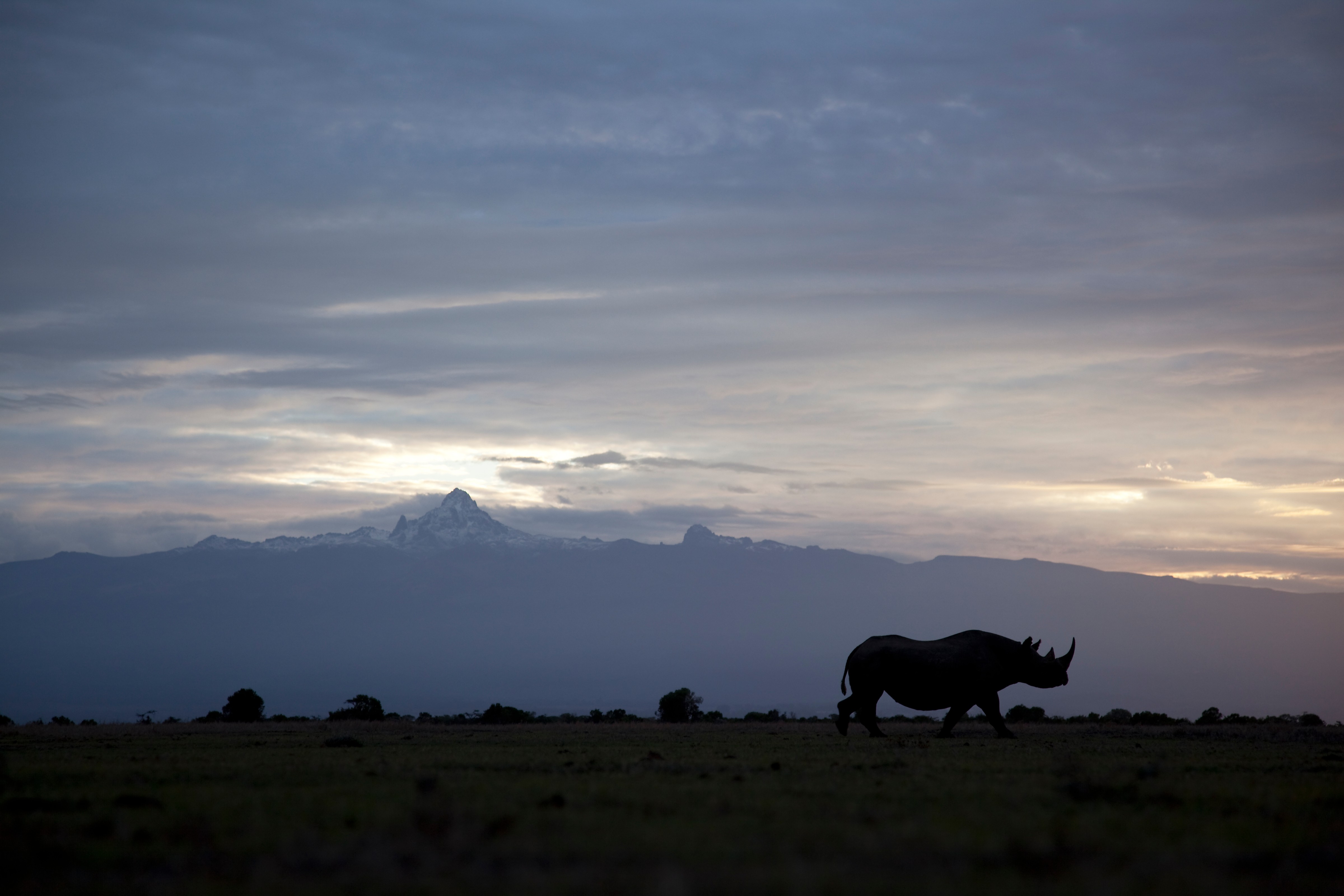 Silhouette of black rhinoceros at dawn, Kenya