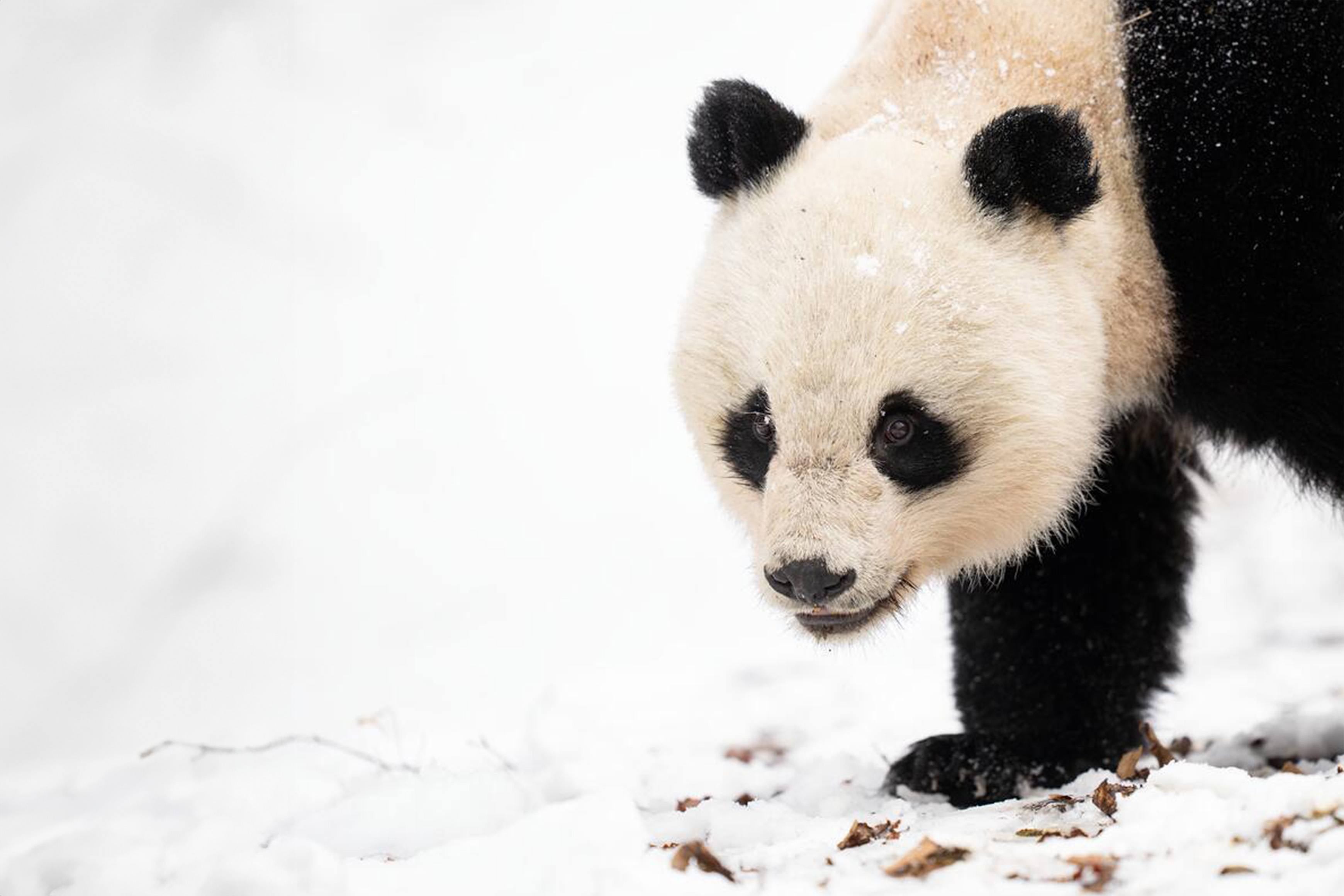 Wild Giant Panda (Ailuropoda melanoleuca), female, in Giant Panda National Park, Sichuan, China