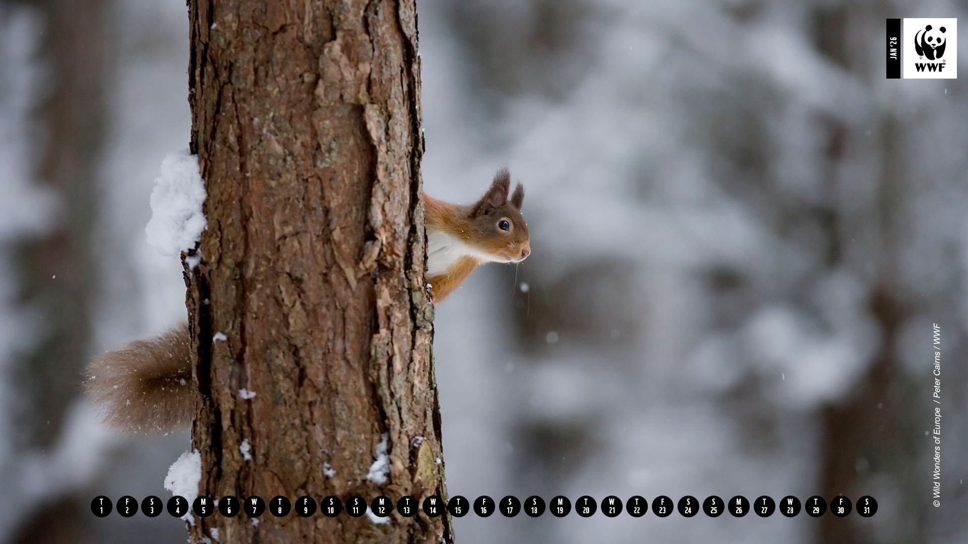 Squirrel in a tree Jan 25 calendar