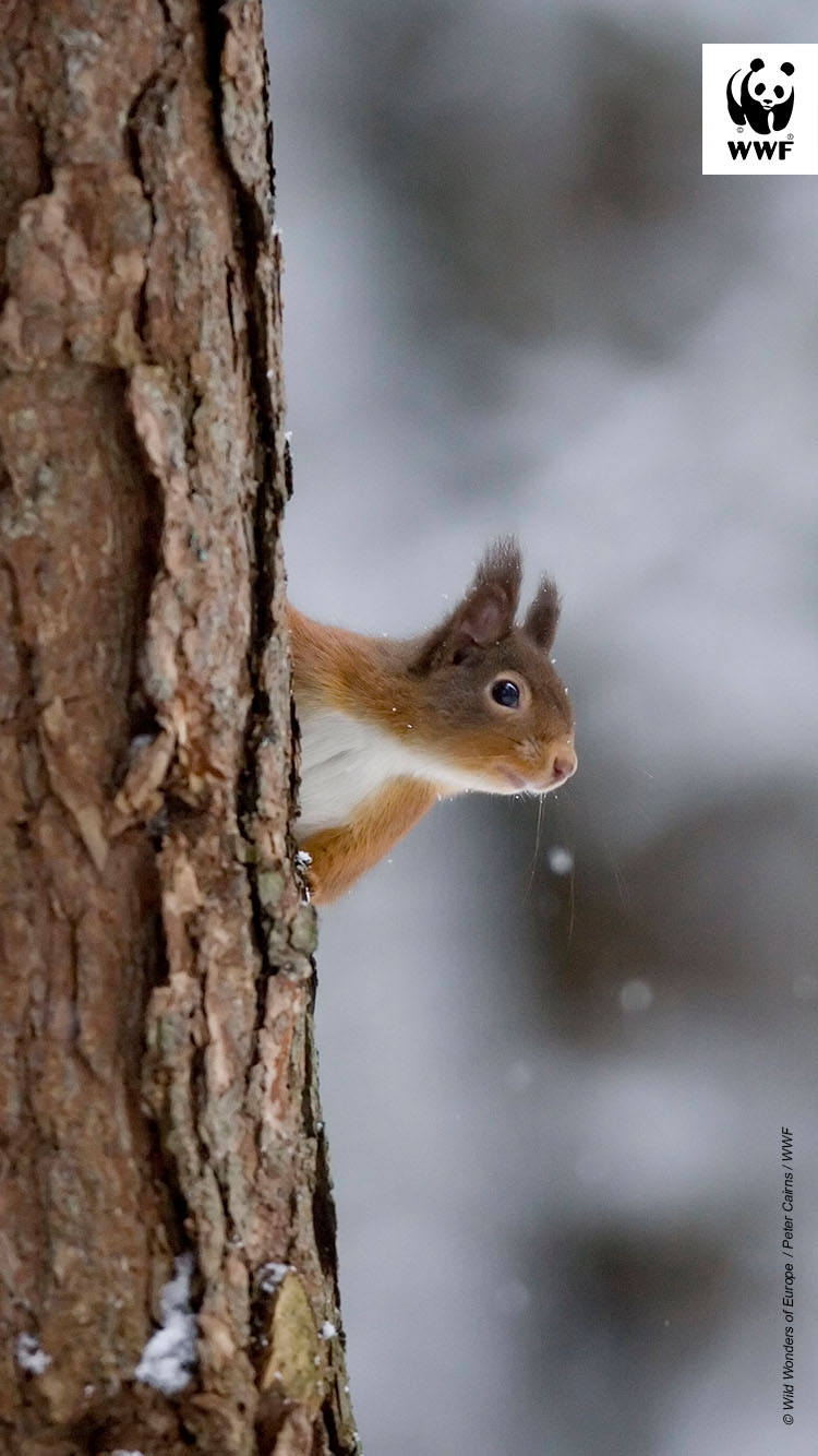Squirrel in a tree 