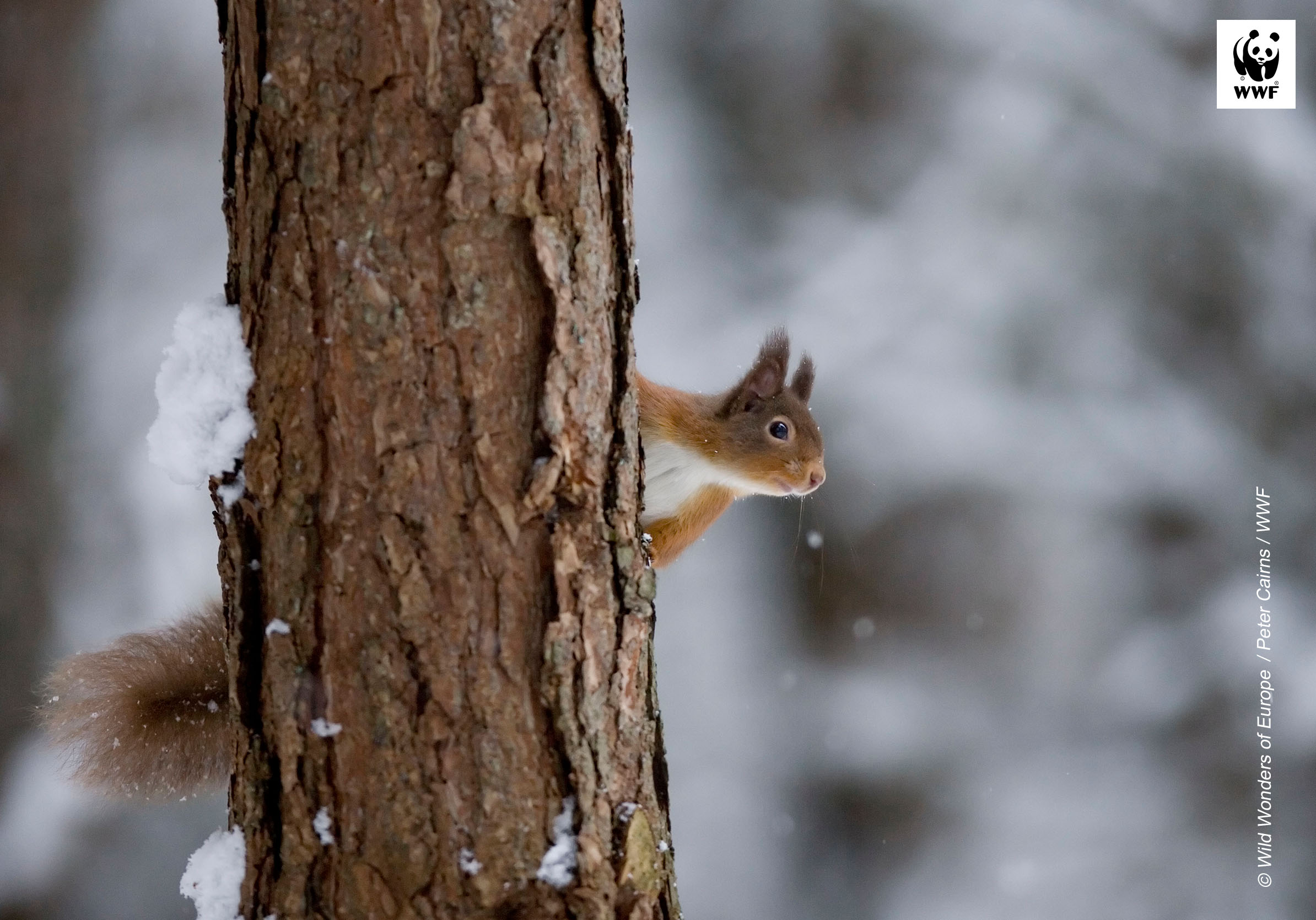 Squirrel in a tree Jan 25 calendar