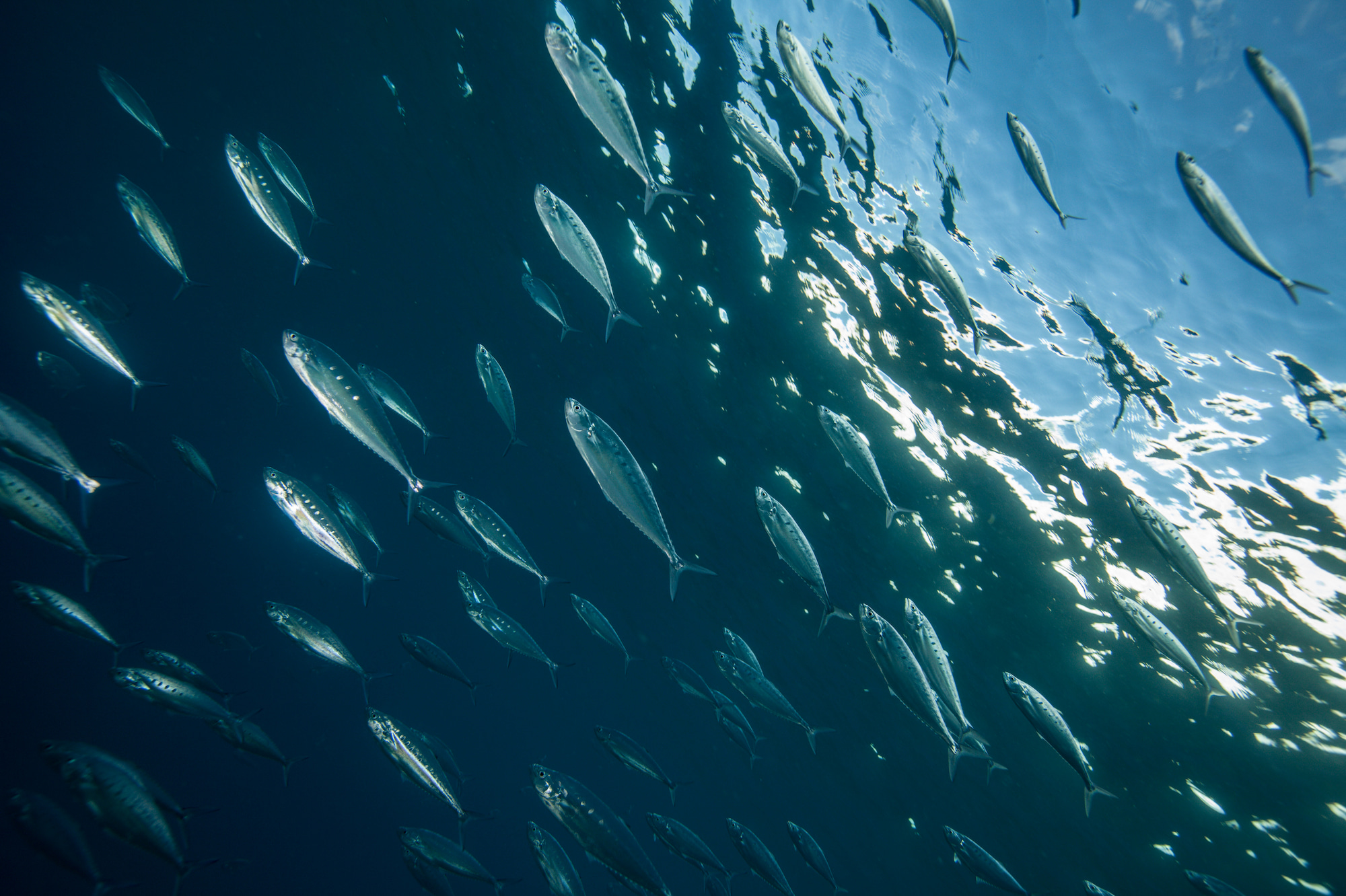 School of needlescaled queenfish
