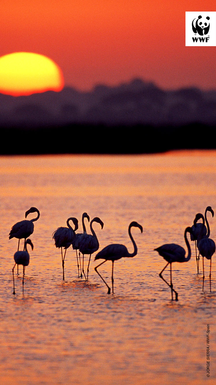 A group of Greater flamingos (Phoenicopterus ruber) in a marsh, at sunset, Coto DoÌ±ana National Park, Andalucia, Spain