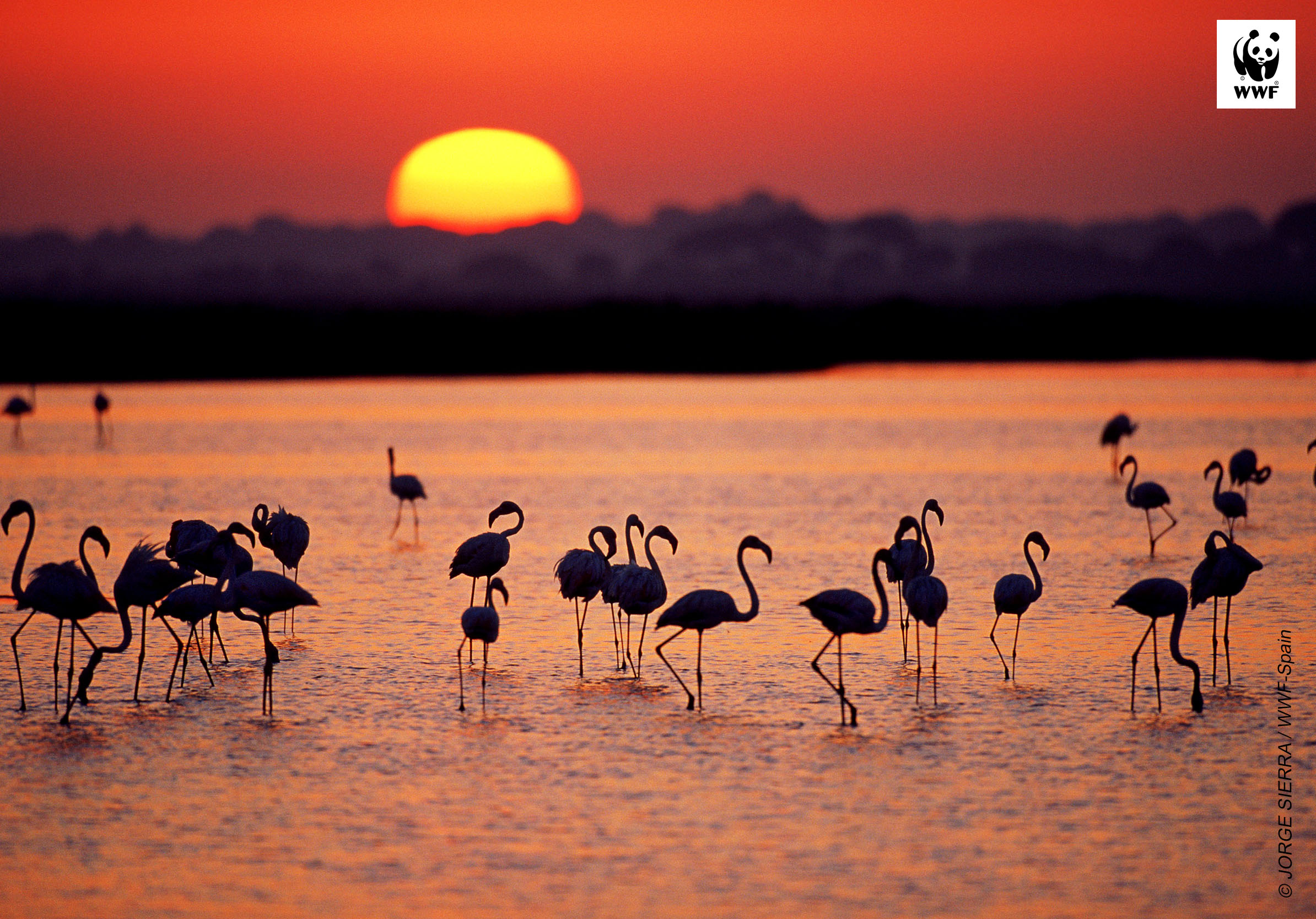 A group of Greater flamingos (Phoenicopterus ruber) in a marsh, at sunset, Coto DoÌ±ana National Park, Andalucia, Spain