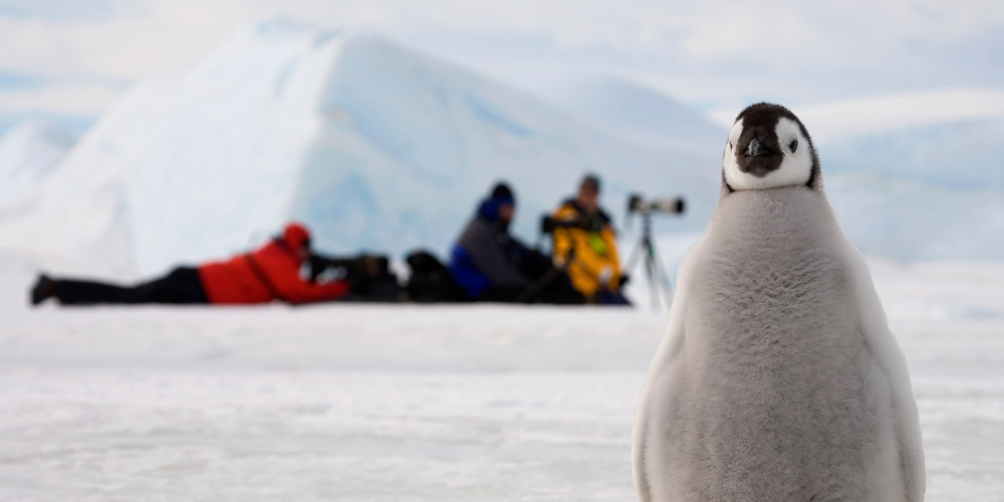 Emperor penguin (Aptenodytes forsteri) chick by a line of photographers. Snow Hill Island, Antarctica