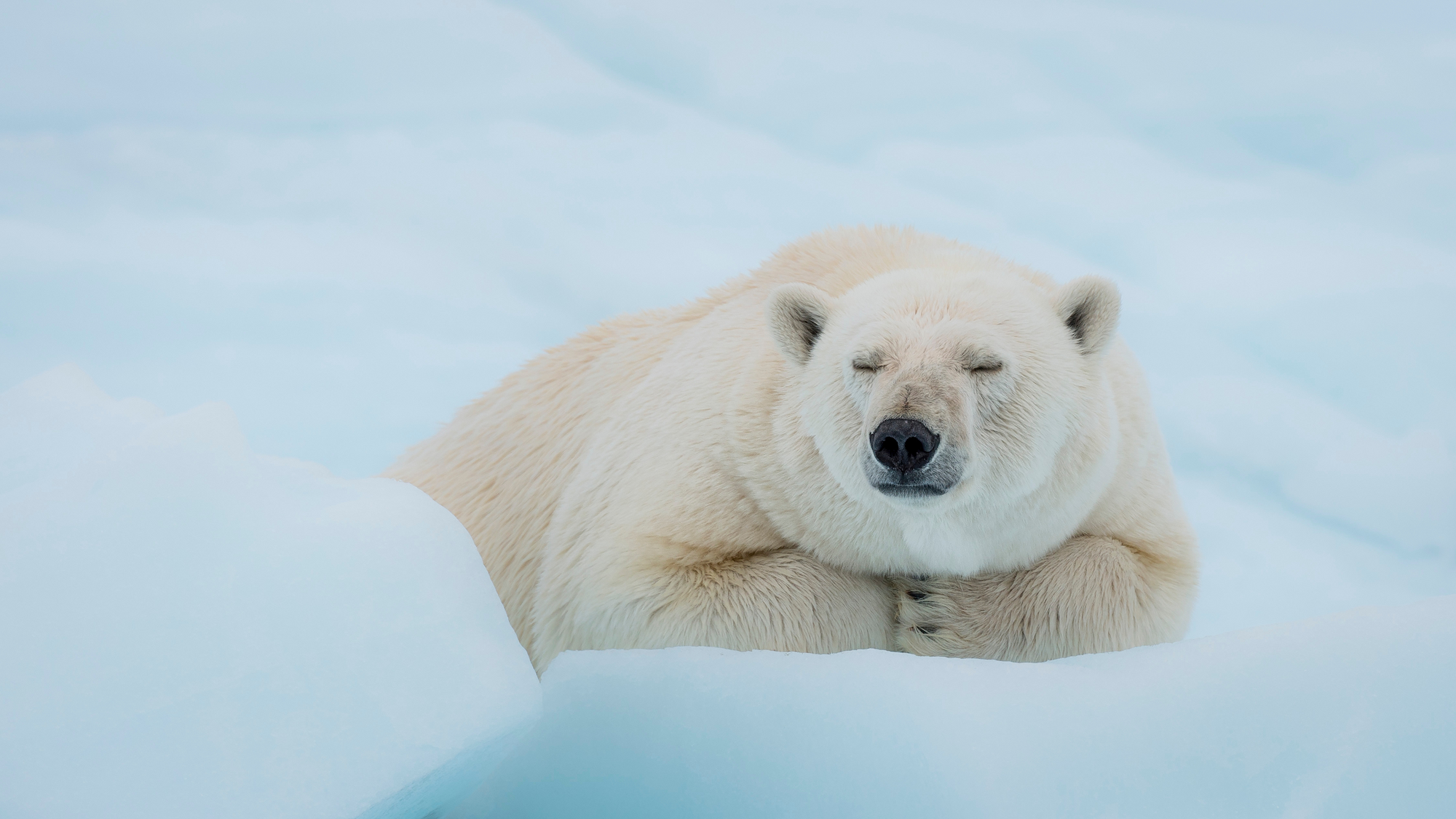 Portrait of a polar bear ( Ursus maritimus ) resting. Svalbard, Norway