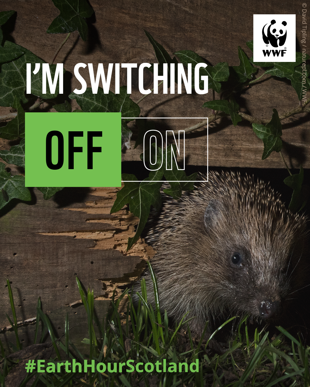 A hedgehog at night time peering through a hole in the base of a fence. Overlapping text reads, 'I'm switching off, #EarthHourScotland'
