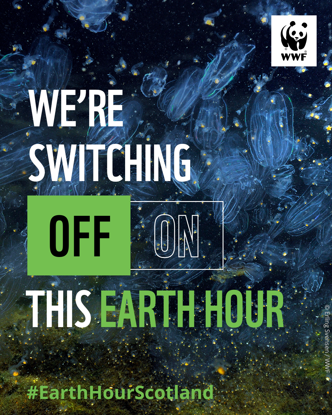 Jellyfish that appear to be glowing blue. Overlapping text reads, 'We're switching off, #EarthHourScotland'