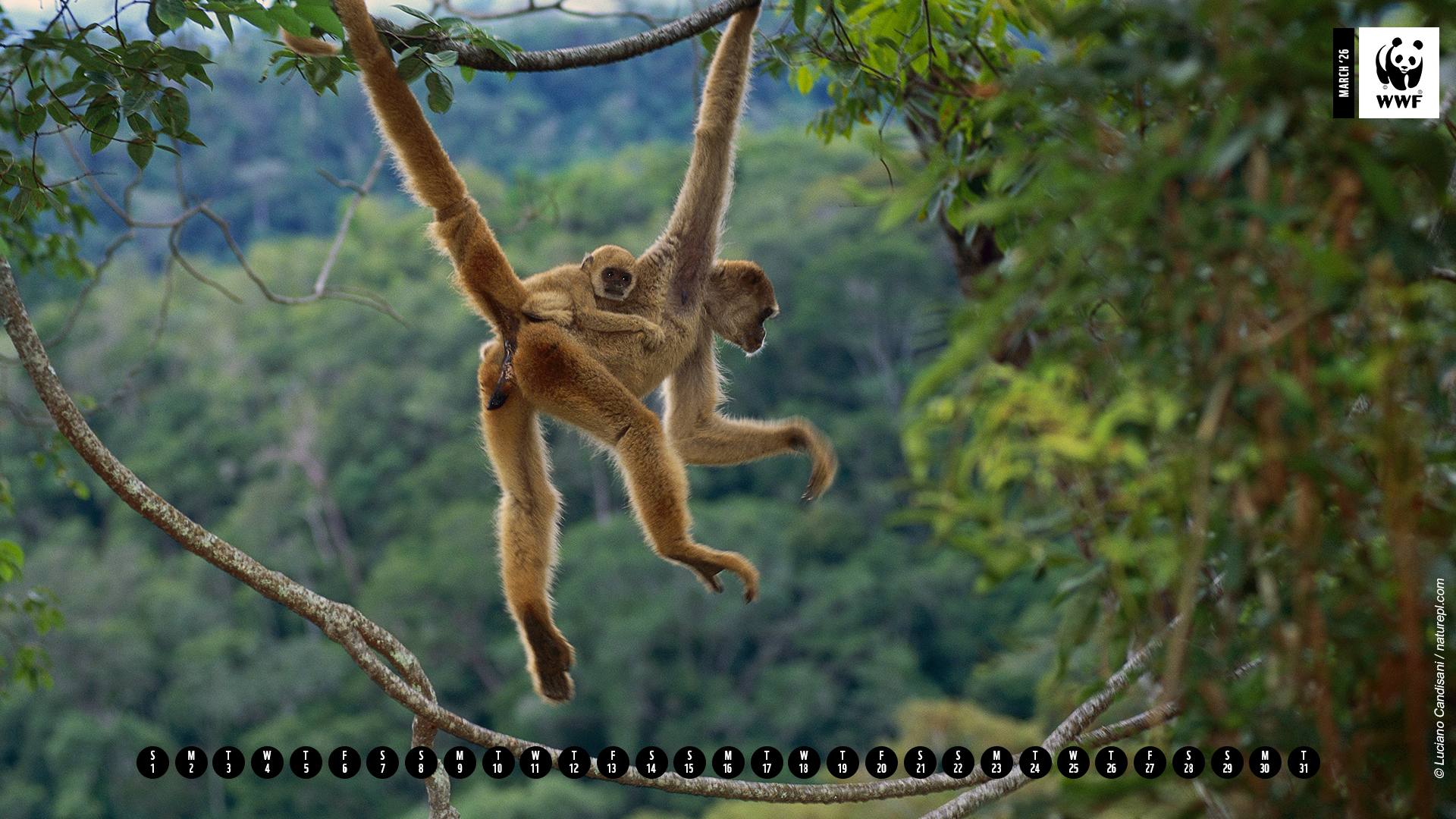 Northern muriqui monkey mother with infant on her back desktop calendar