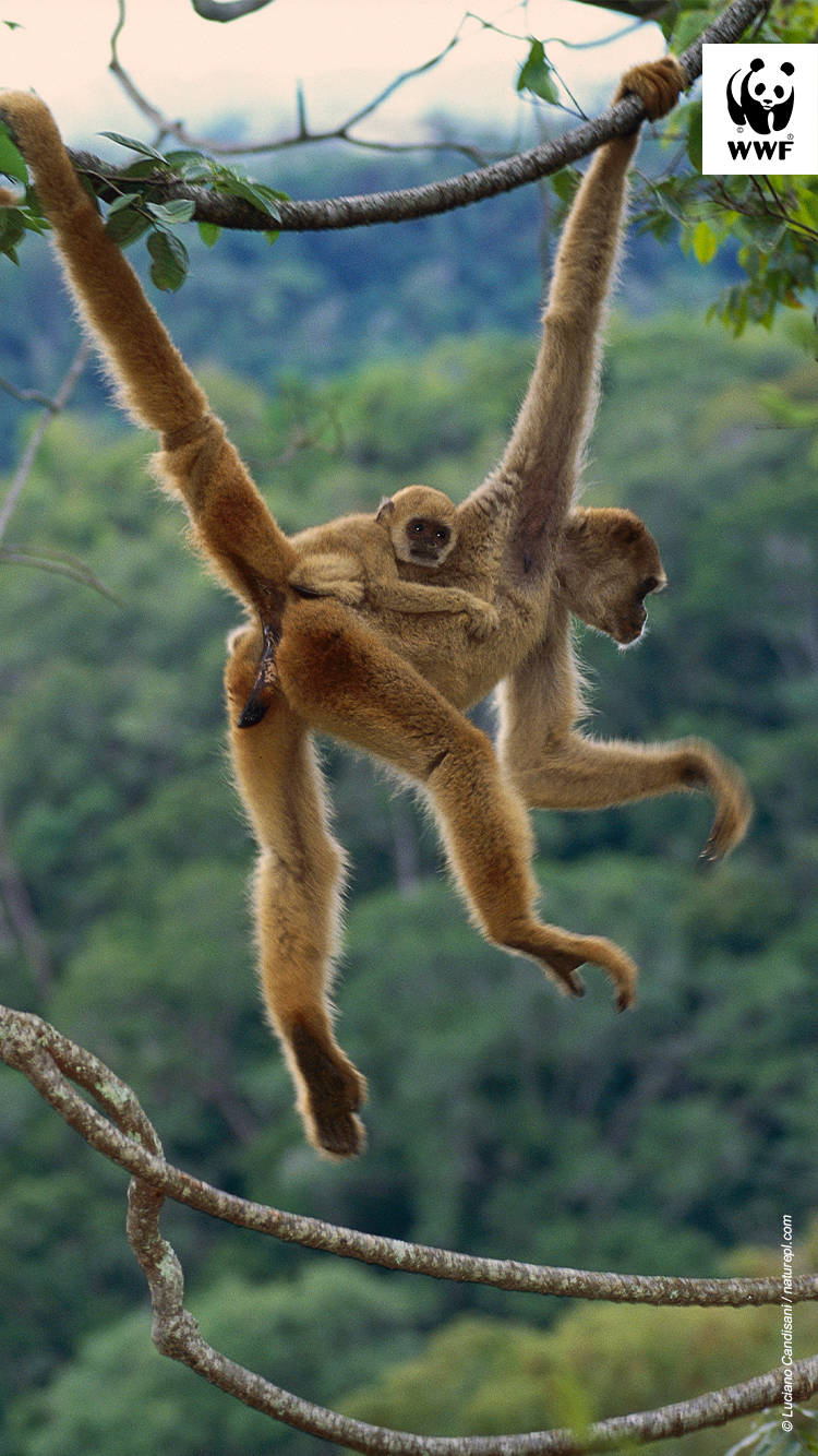 Northern muriqui monkey mother with infant on her back mobile