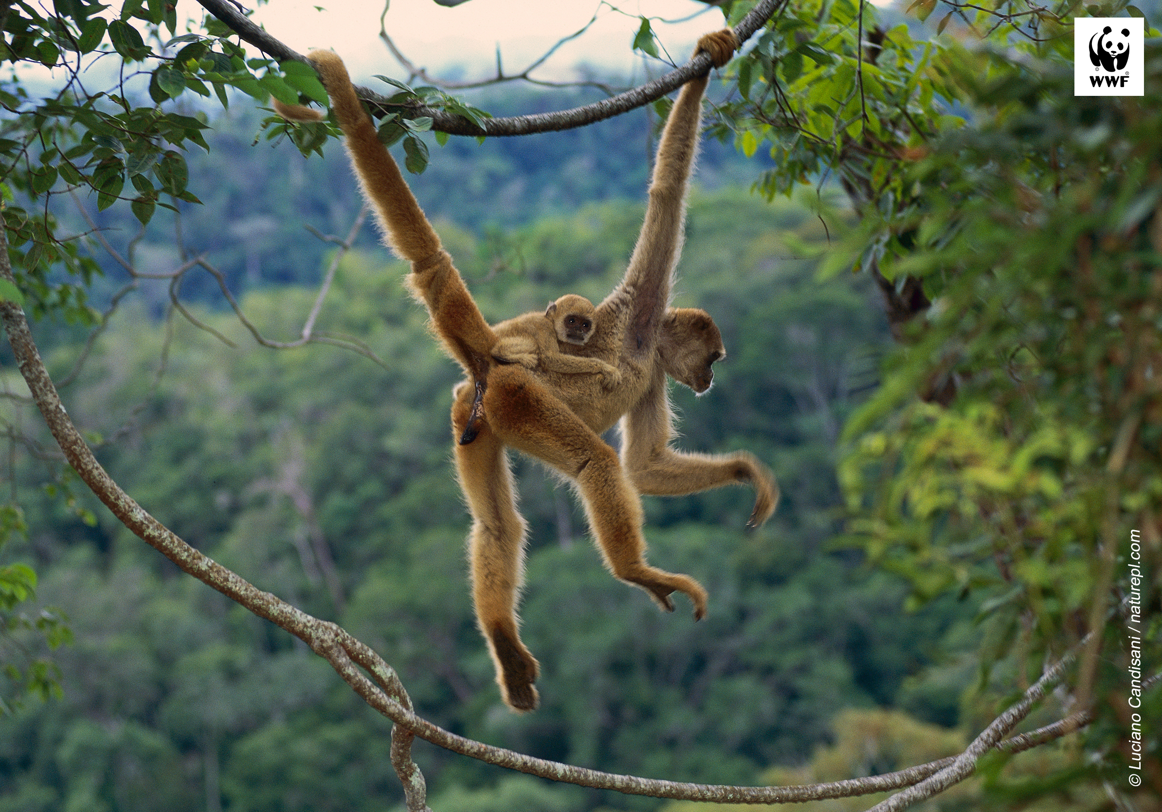 Northern muriqui monkey mother with infant on her back