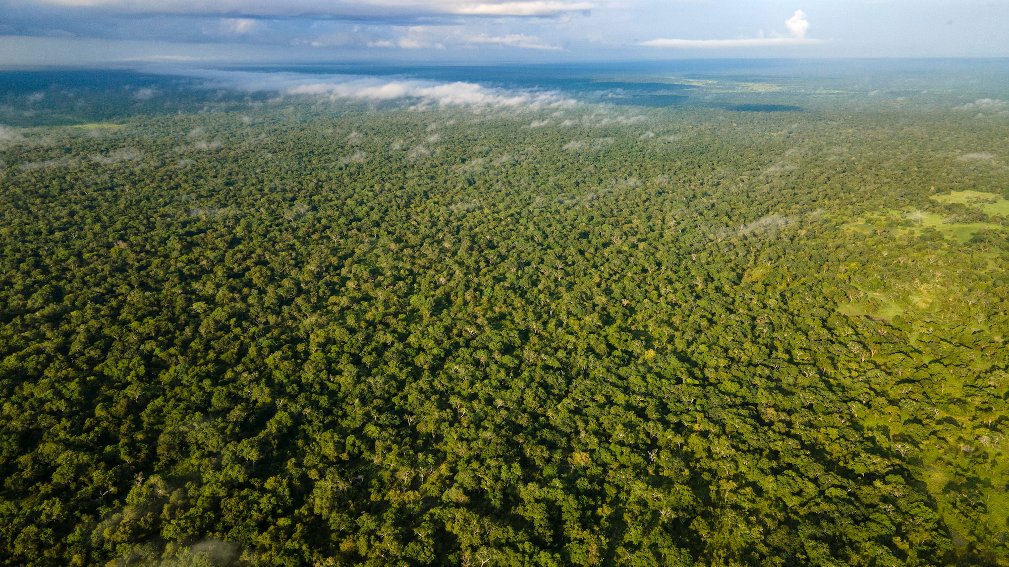 A drone shot of the miombo woodlands surrounding villages such as Nanjirinji and Mchakama in southern Tanzania.