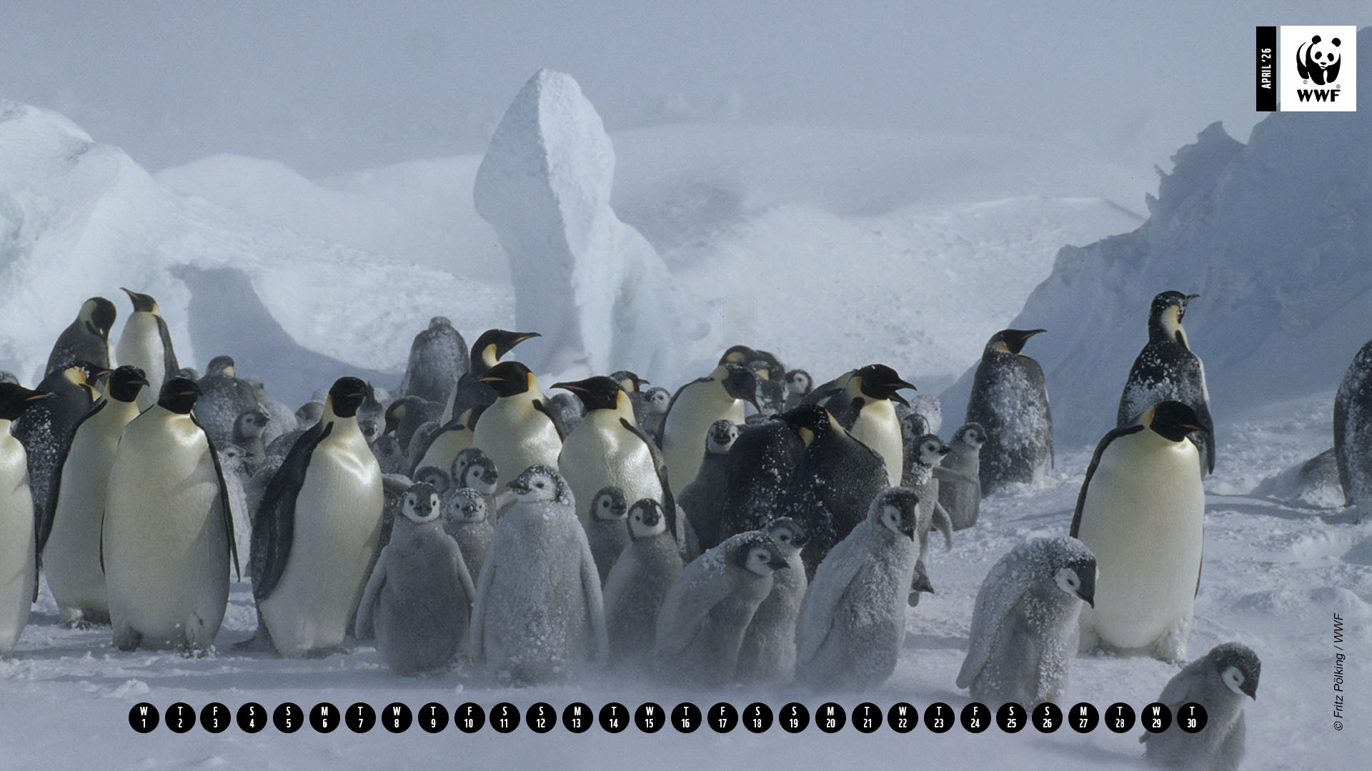 Aptenodytes forsteri Emperor penguin Adults & chicks in snow storm Dawson-Lambton Glacier, Antarctica