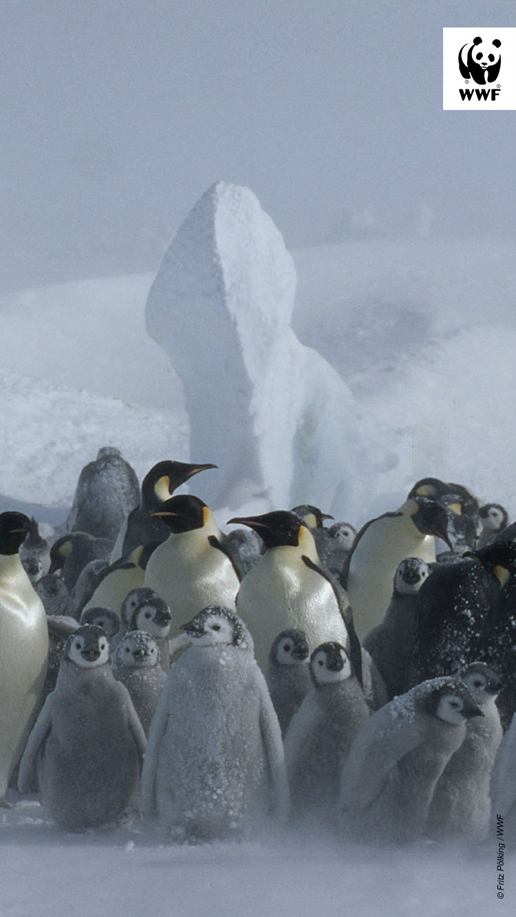 Aptenodytes forsteri Emperor penguin Adults & chicks in snow storm Dawson-Lambton Glacier, Antarctica