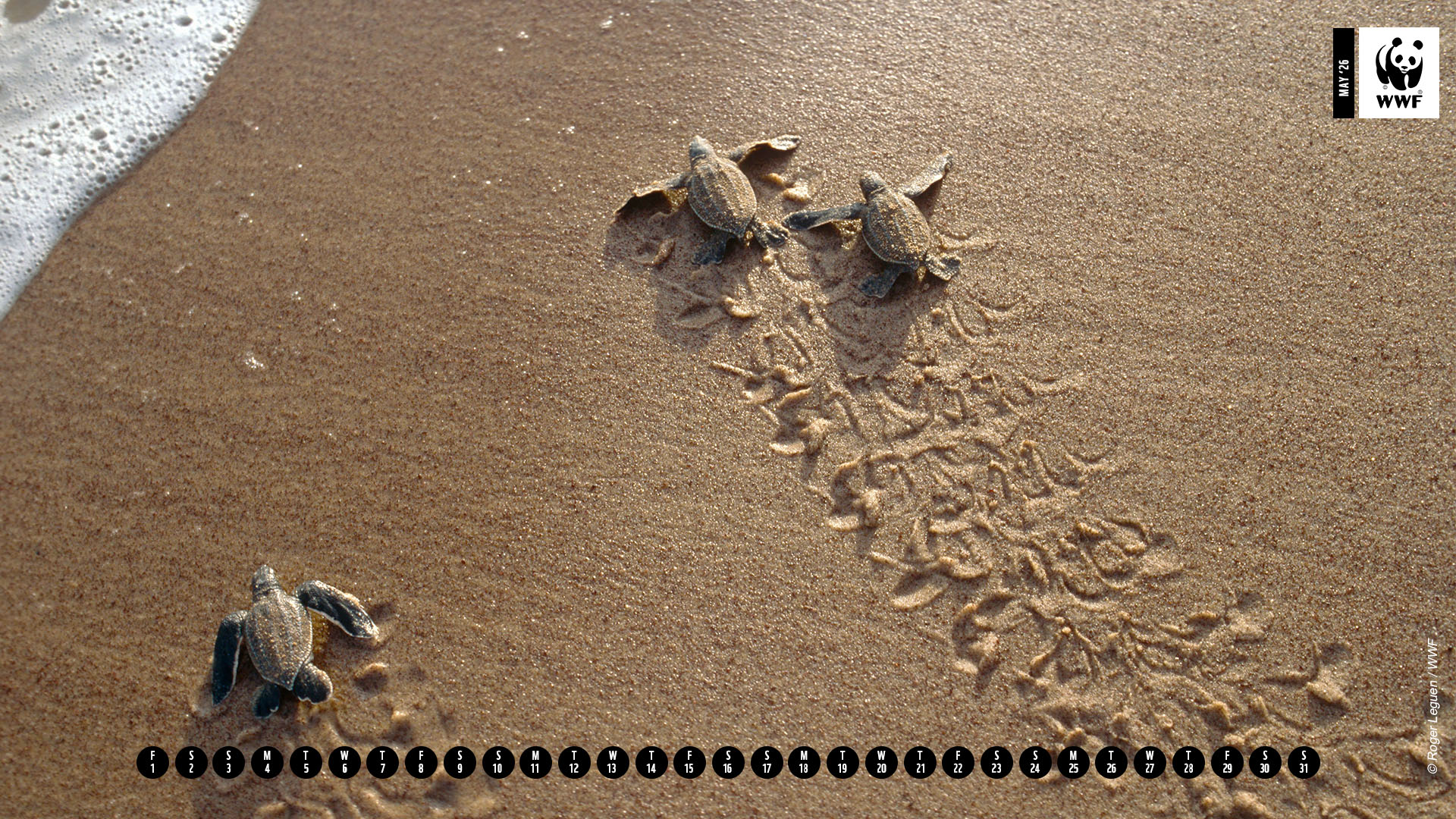 Leatherback turtle (Dermochelys coriacea), hatchlings going to sea May calendar