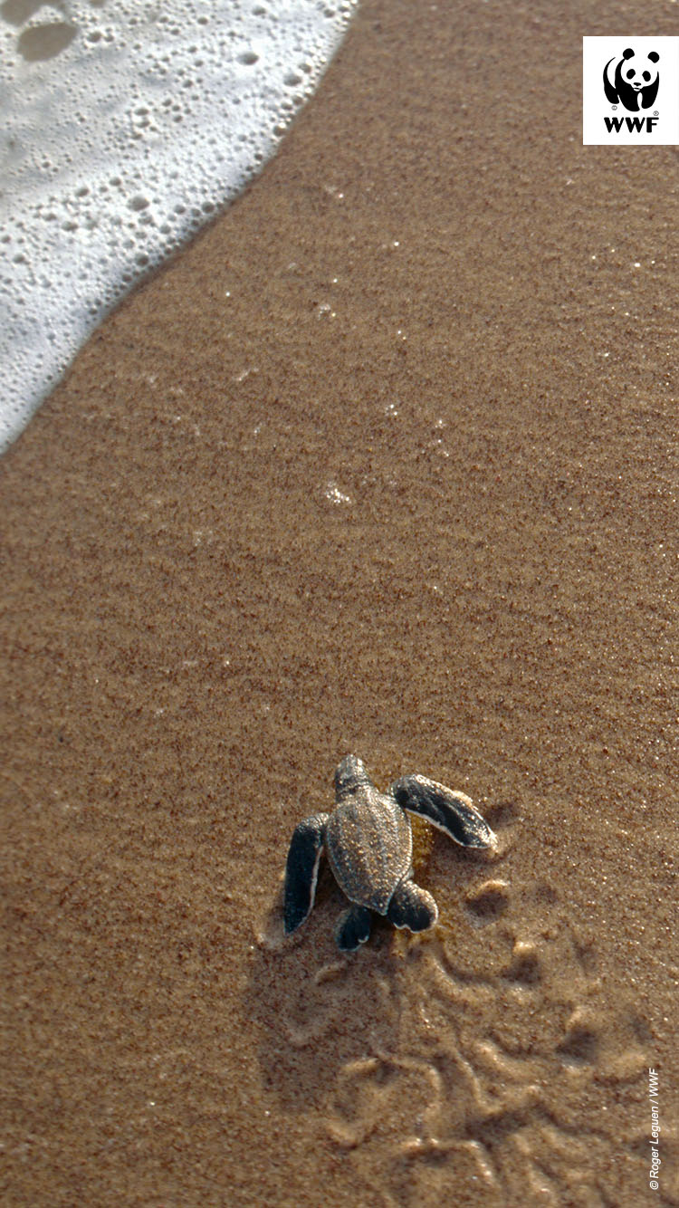 Leatherback turtle (Dermochelys coriacea), hatchlings going to sea. Mobile version