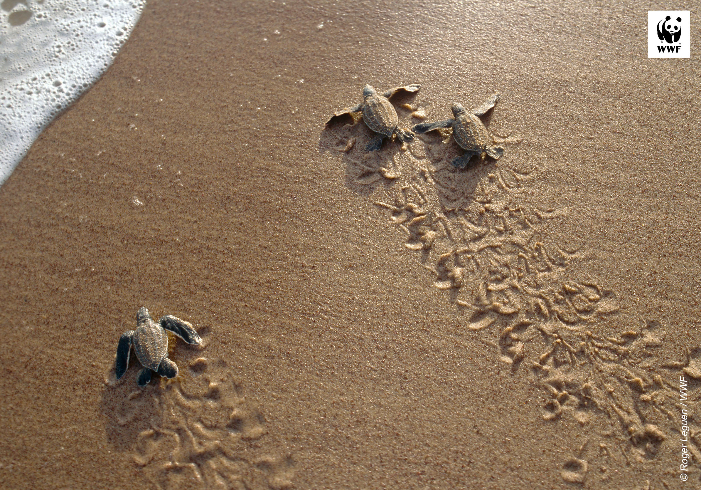 Leatherback turtle (Dermochelys coriacea), hatchlings going to sea. Tablet