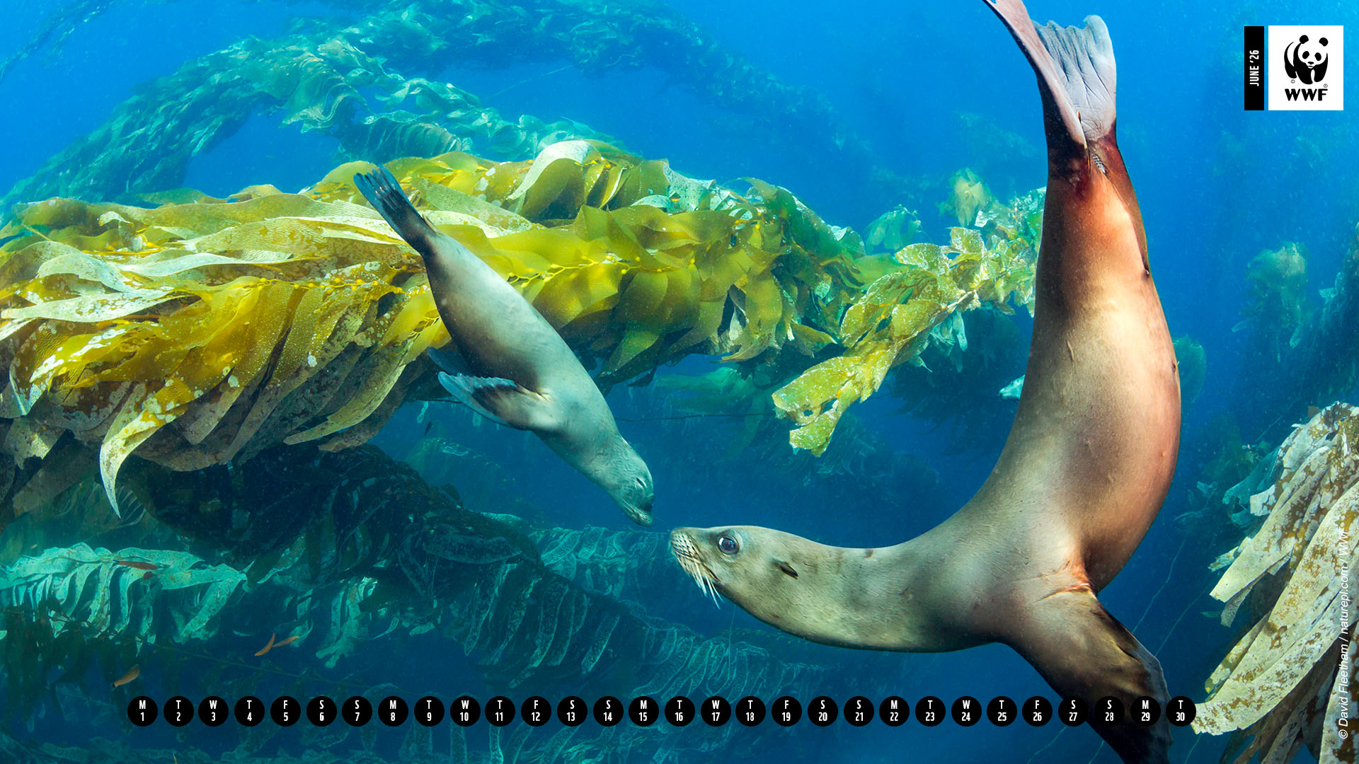 California sea lions (Zalophus californianus) swimming gracefully through a kelp forest off the coast of Santa Barbara Island, California, USA.   