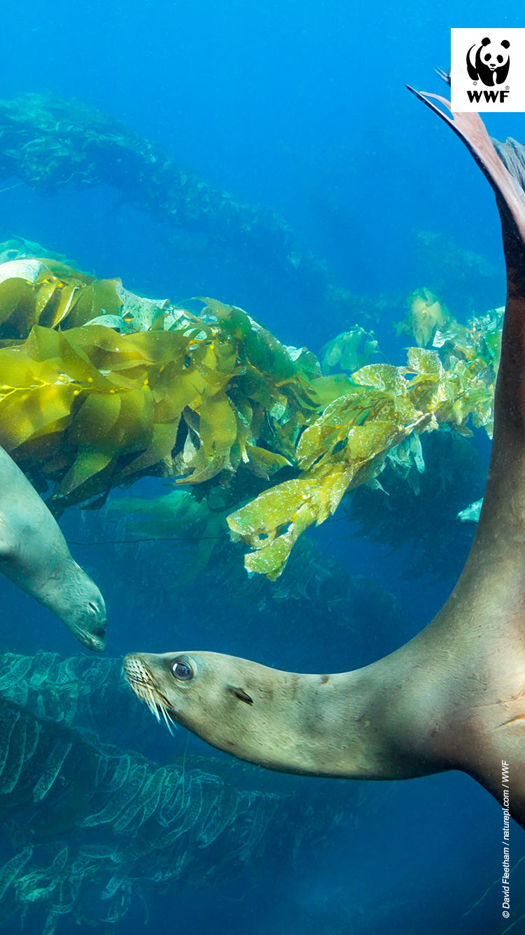 California sea lions (Zalophus californianus) swimming gracefully through a kelp forest off the coast of Santa Barbara Island, California, USA.
