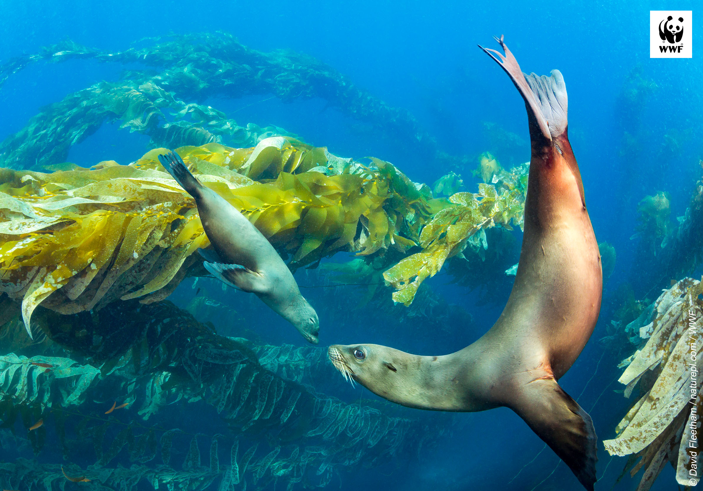 California sea lions (Zalophus californianus) swimming gracefully through a kelp forest off the coast of Santa Barbara Island, California, USA.   