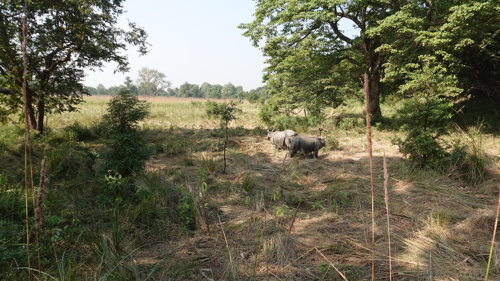 Greater one-horned rhinos released into Dudhwa Tiger Reserve