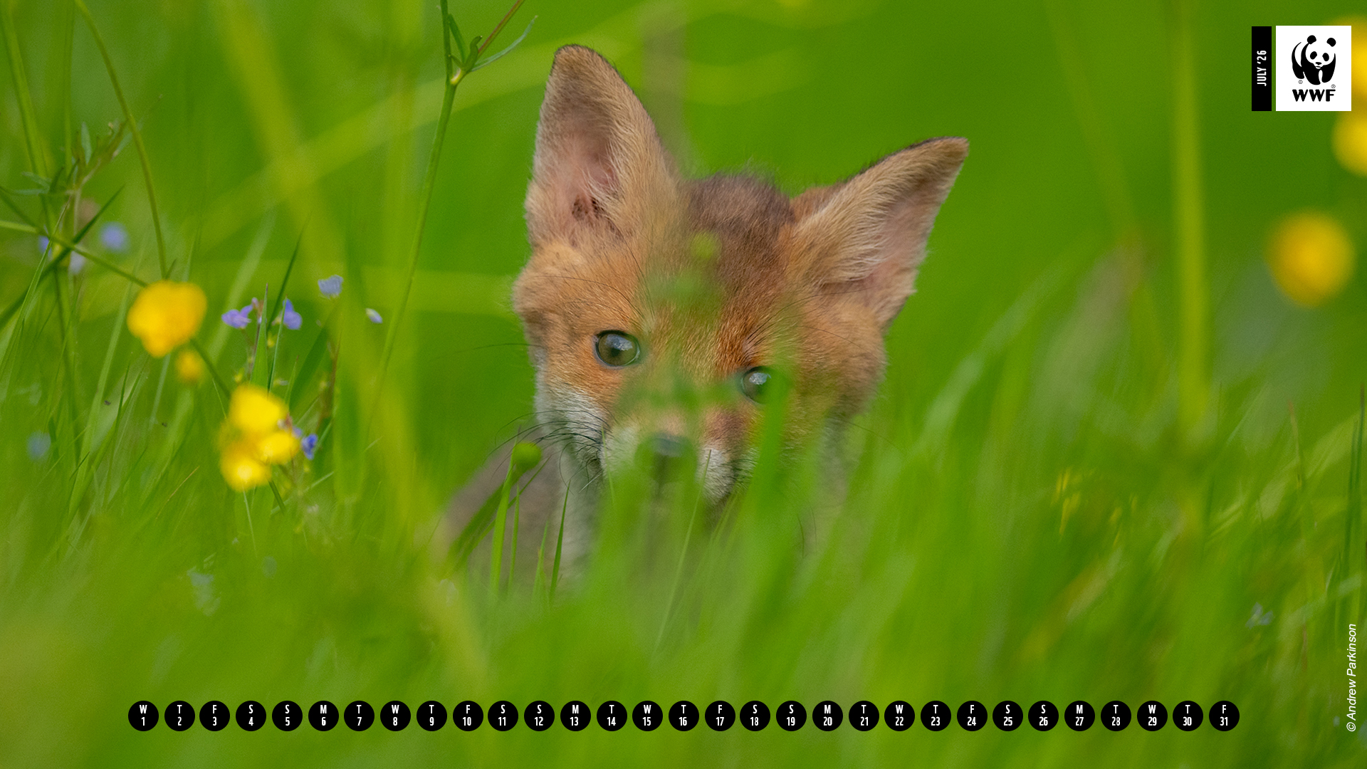 Fox cub in long grass 