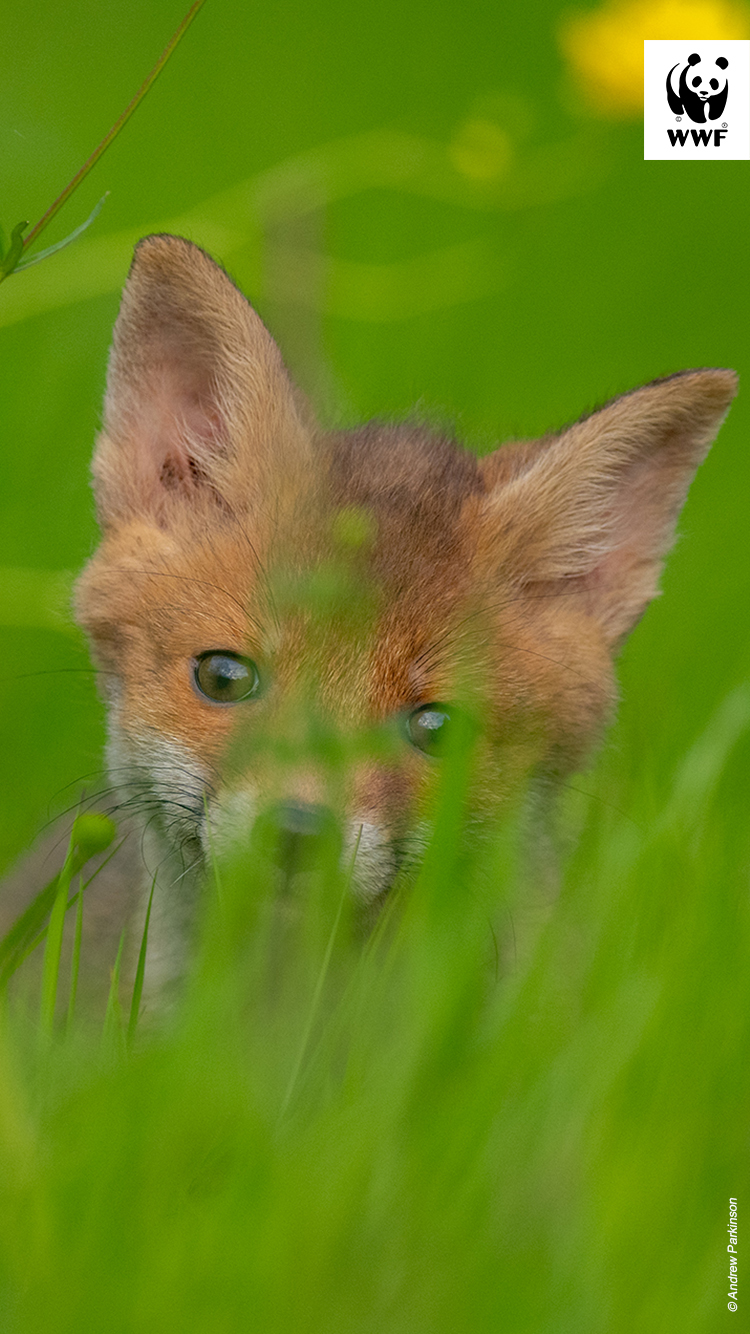 Fox cub in long grass 