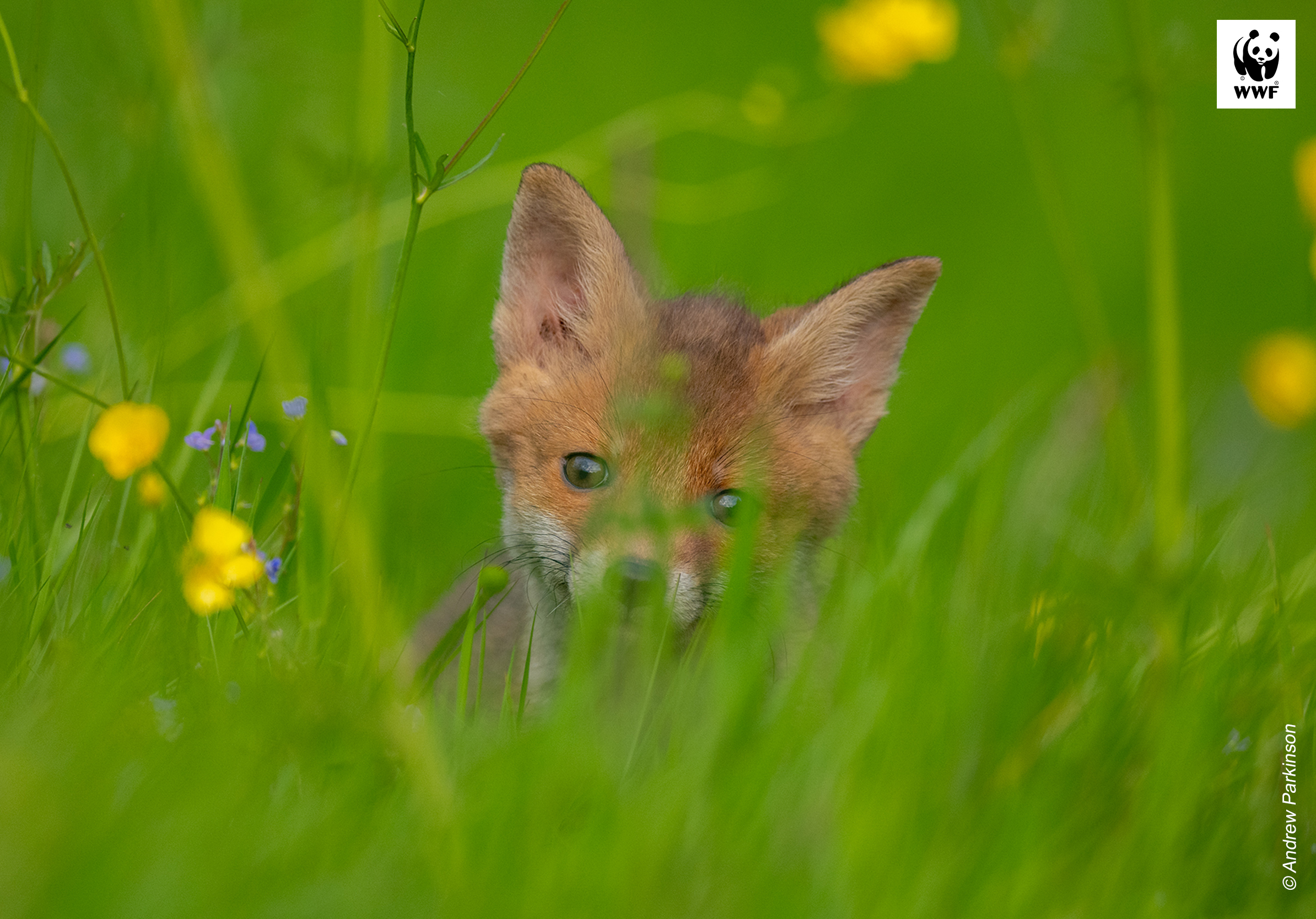 Fox cub in long grass 