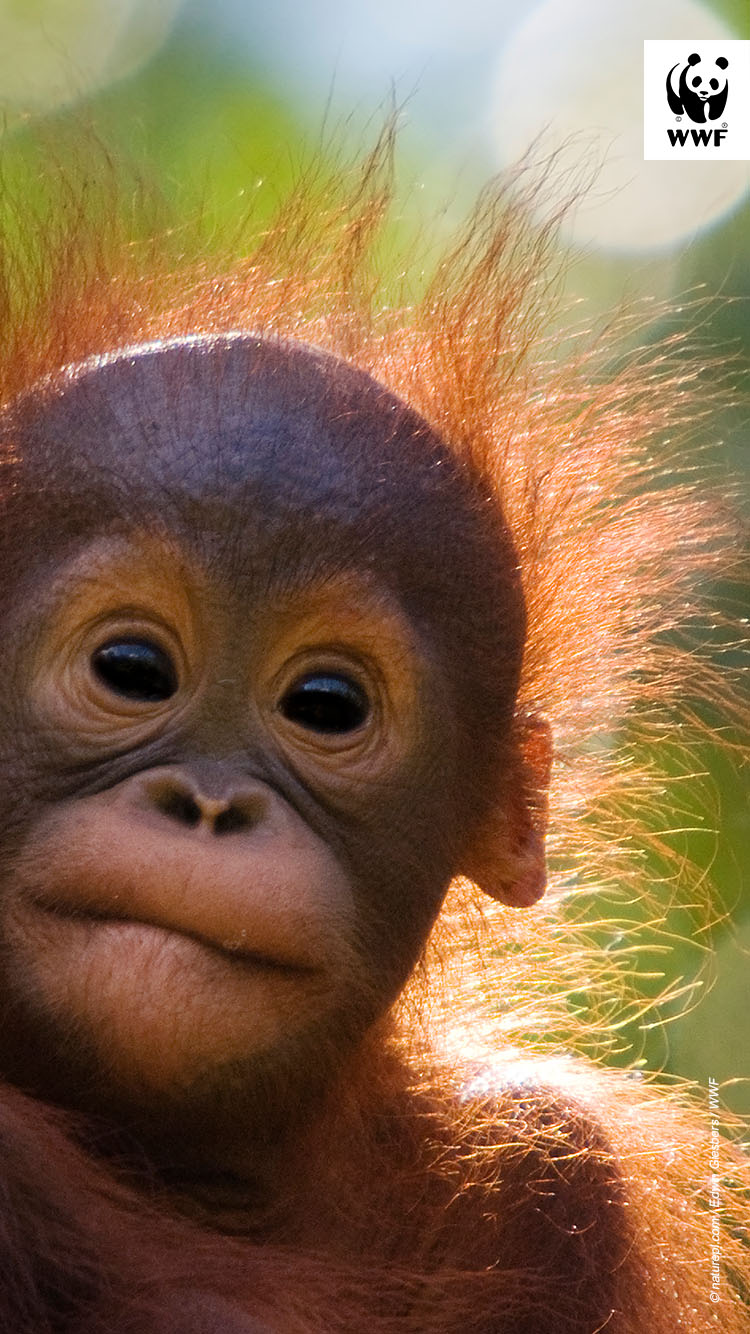 Orangutan baby (Pongo pygmaeus) head portrait of baby, Semengoh Nature Reserve, Sarawak, Borneo, Malaysia. Endangered.