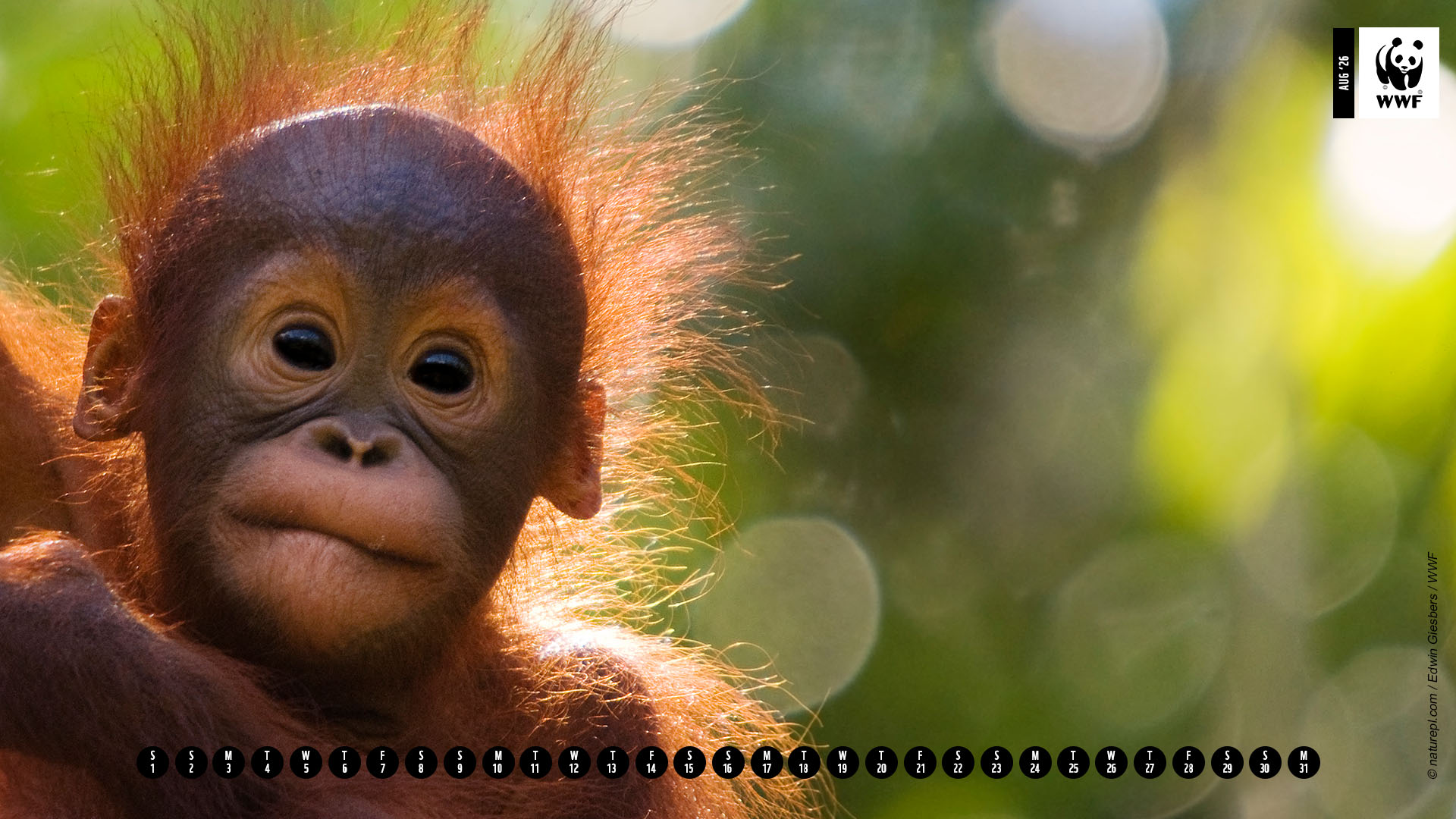 Orangutan baby (Pongo pygmaeus) head portrait of baby, Semengoh Nature Reserve, Sarawak, Borneo, Malaysia. Endangered. 