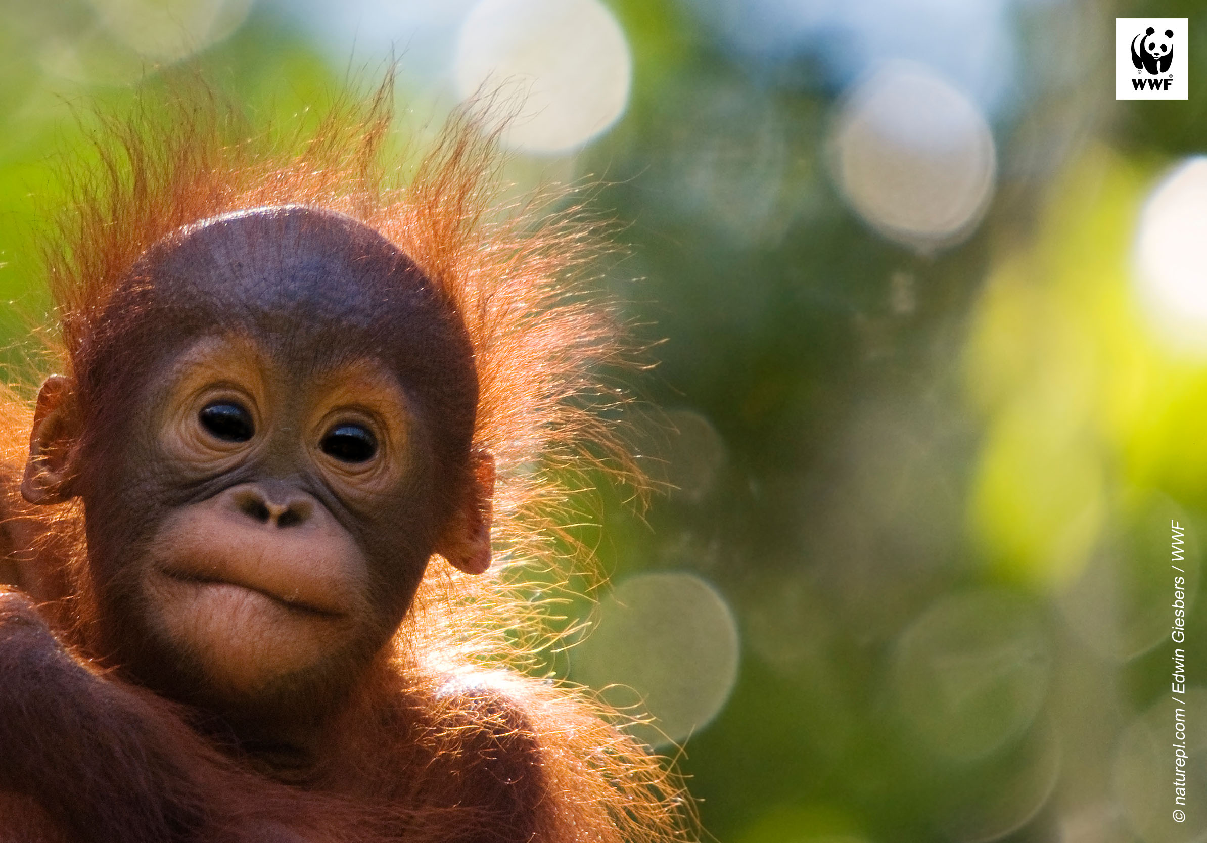 Orangutan baby (Pongo pygmaeus) head portrait of baby, Semengoh Nature Reserve, Sarawak, Borneo, Malaysia. Endangered