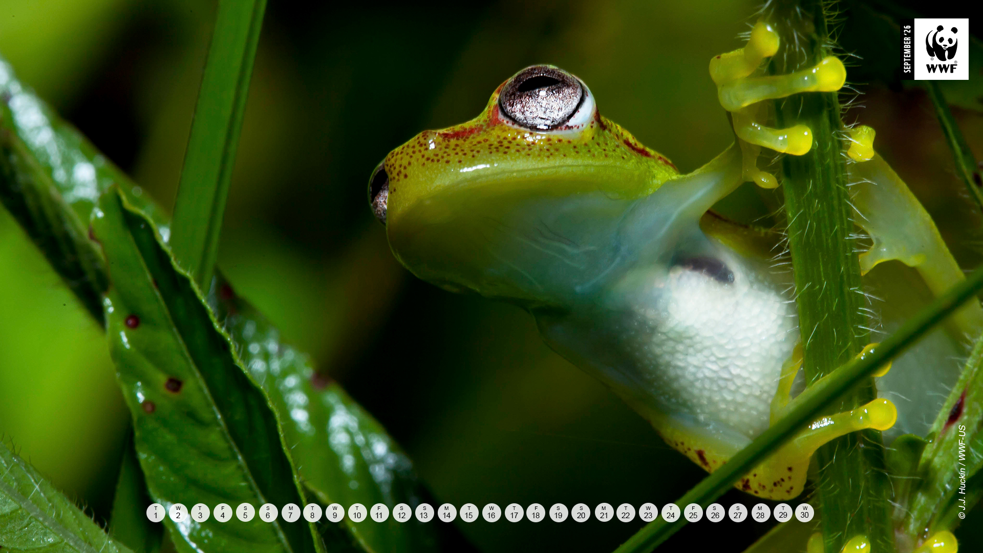 Frog in the Pacaya Samira Reserve in the Peruvian Amazon.