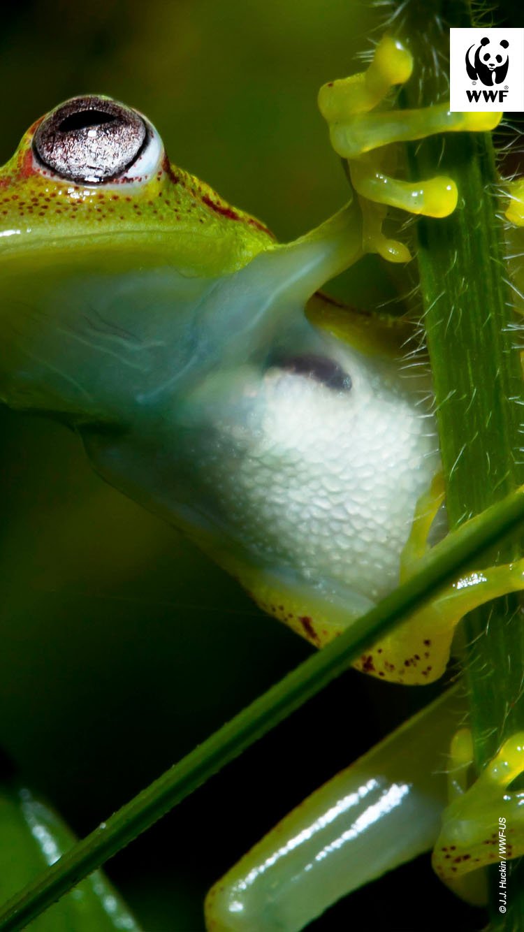 Frog in the Pacaya Samira Reserve in the Peruvian Amazon.