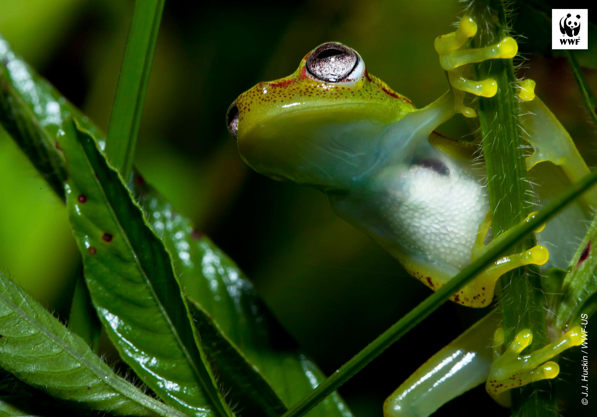 Frog in the Pacaya Samira Reserve in the Peruvian Amazon
