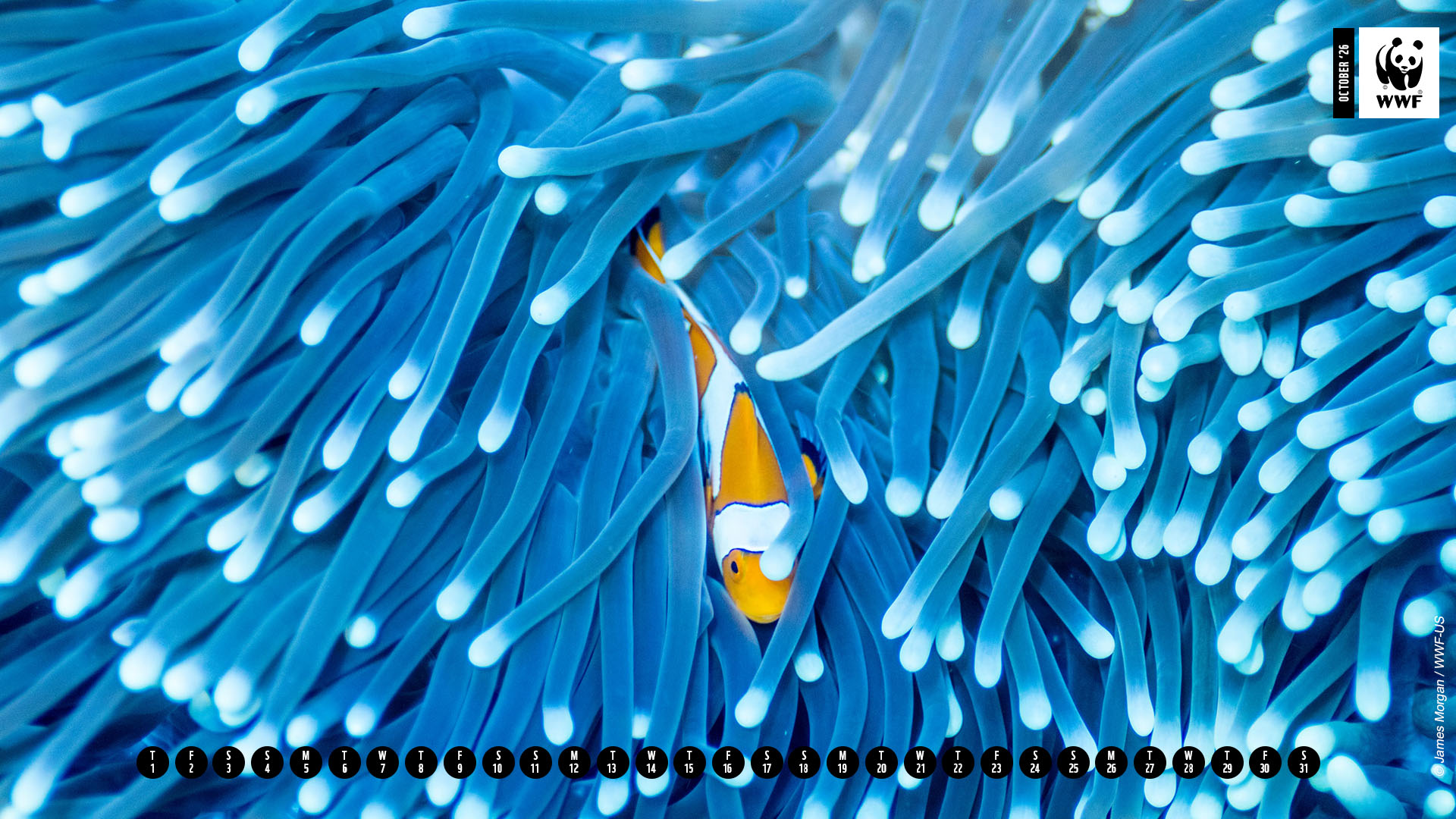 Clownfish in sea anemone desktop calendar 