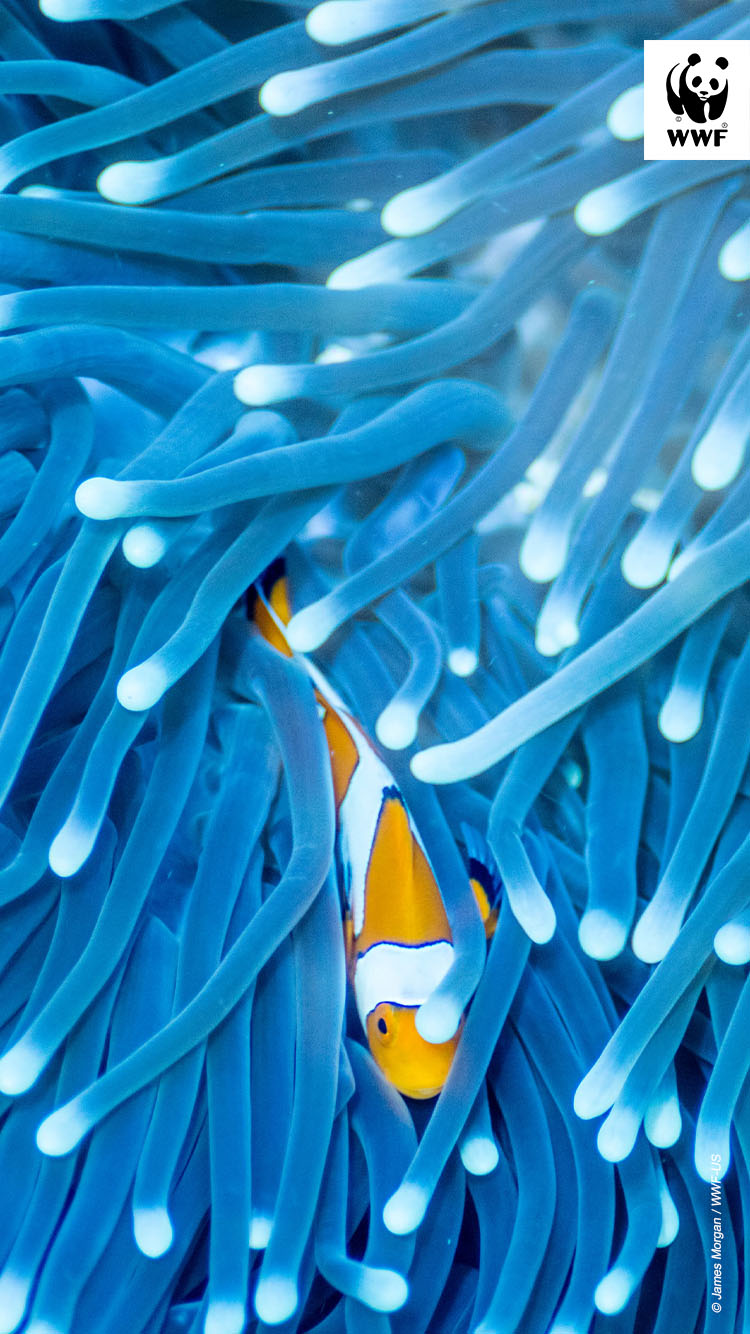 Clownfish in sea anemone