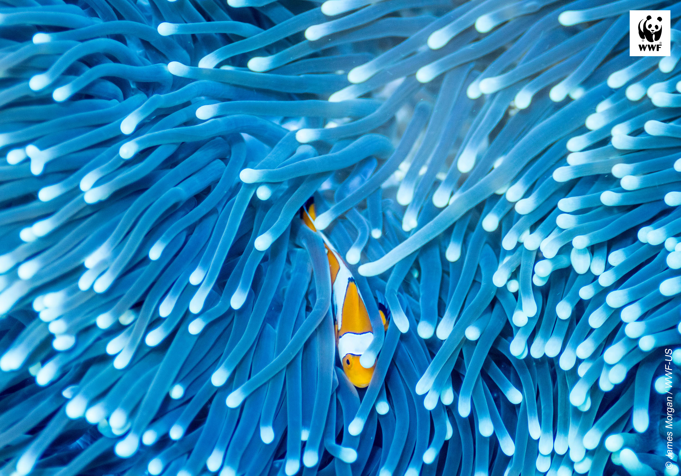 Clownfish in sea anemone Tablet