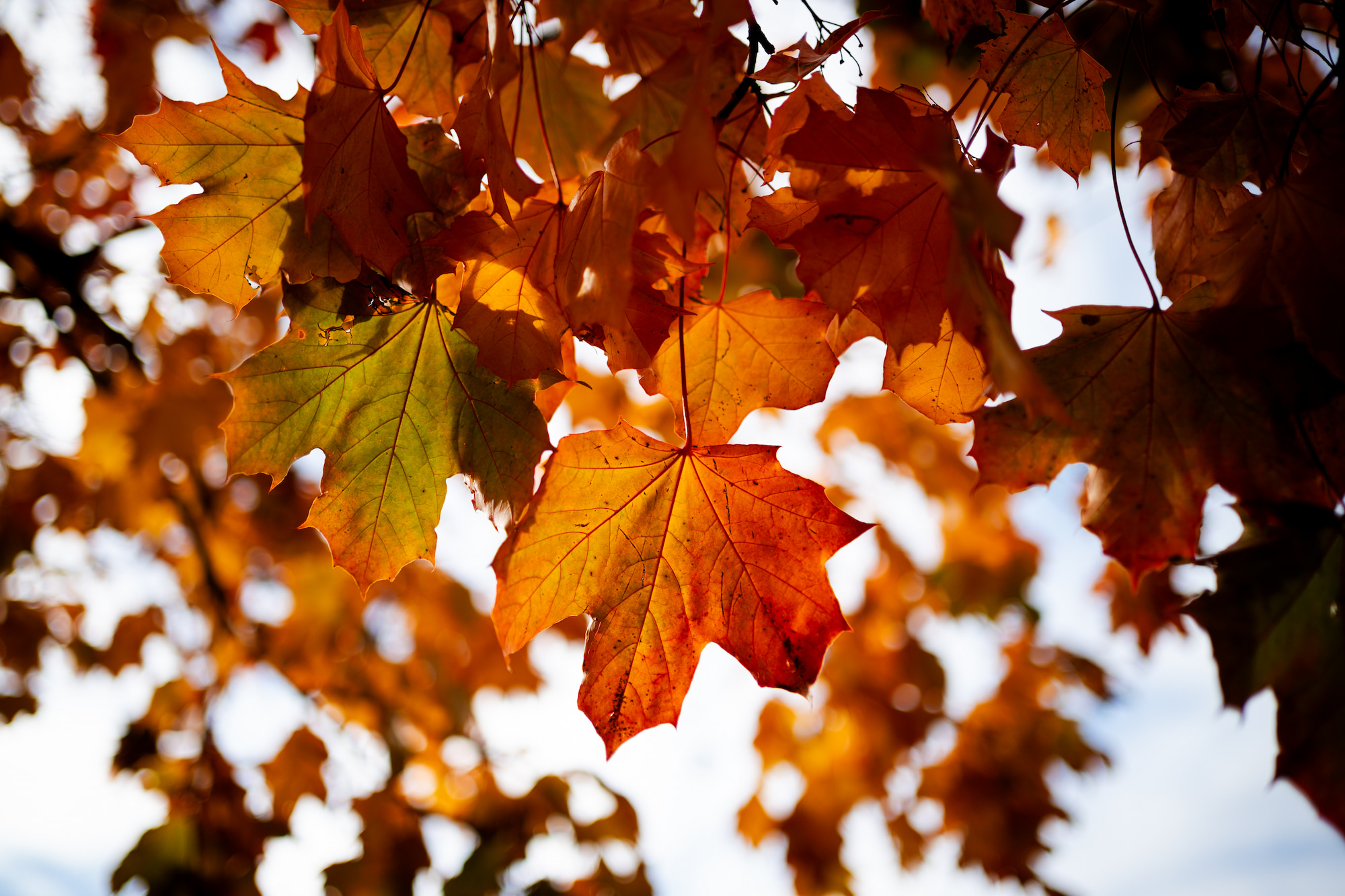 Autumn leaves at Alice Holt Forest, Hampshire. © Paul Rogers
