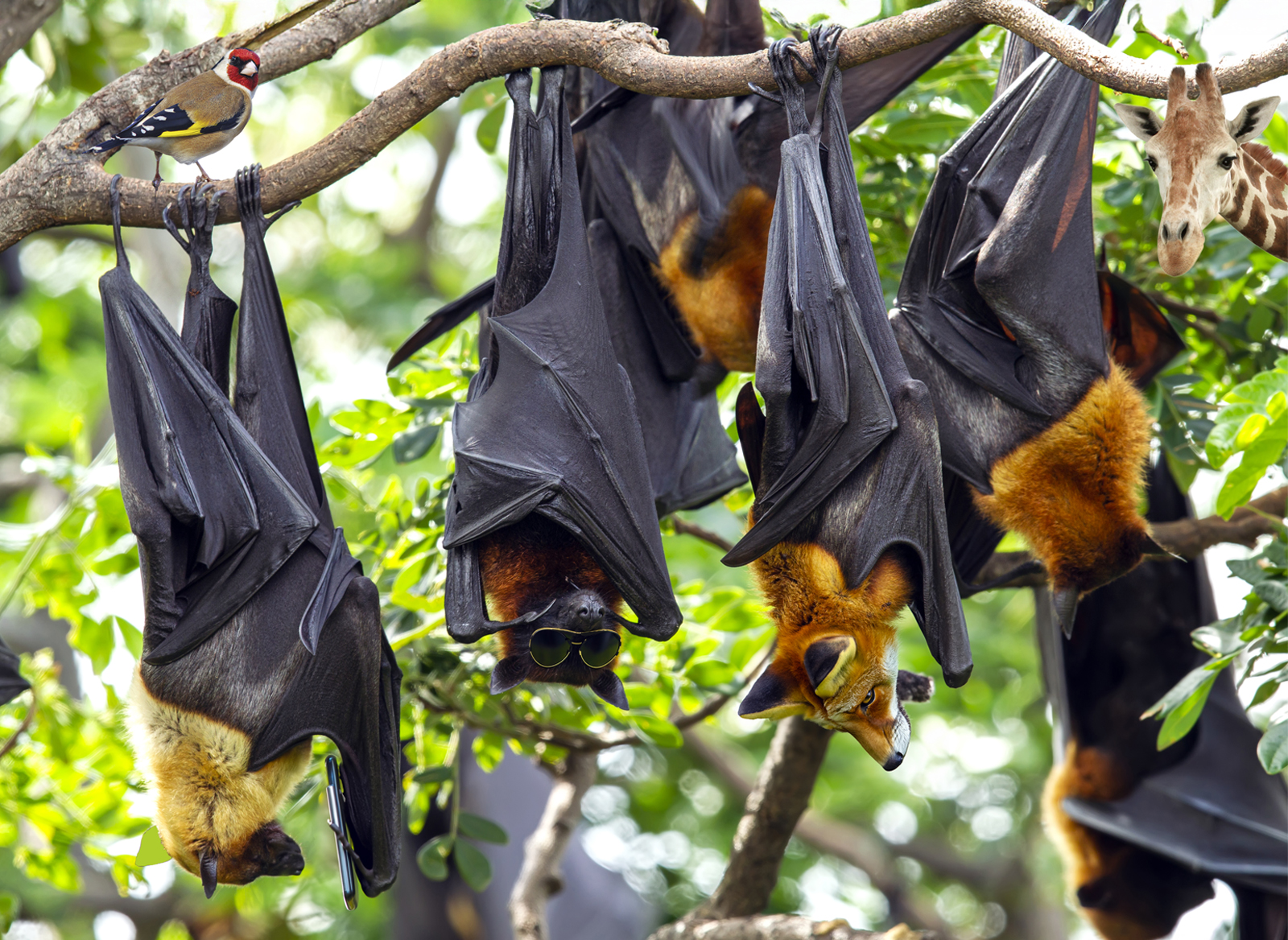 Digusting Flying Fox Spot the difference: flying foxes | WWF